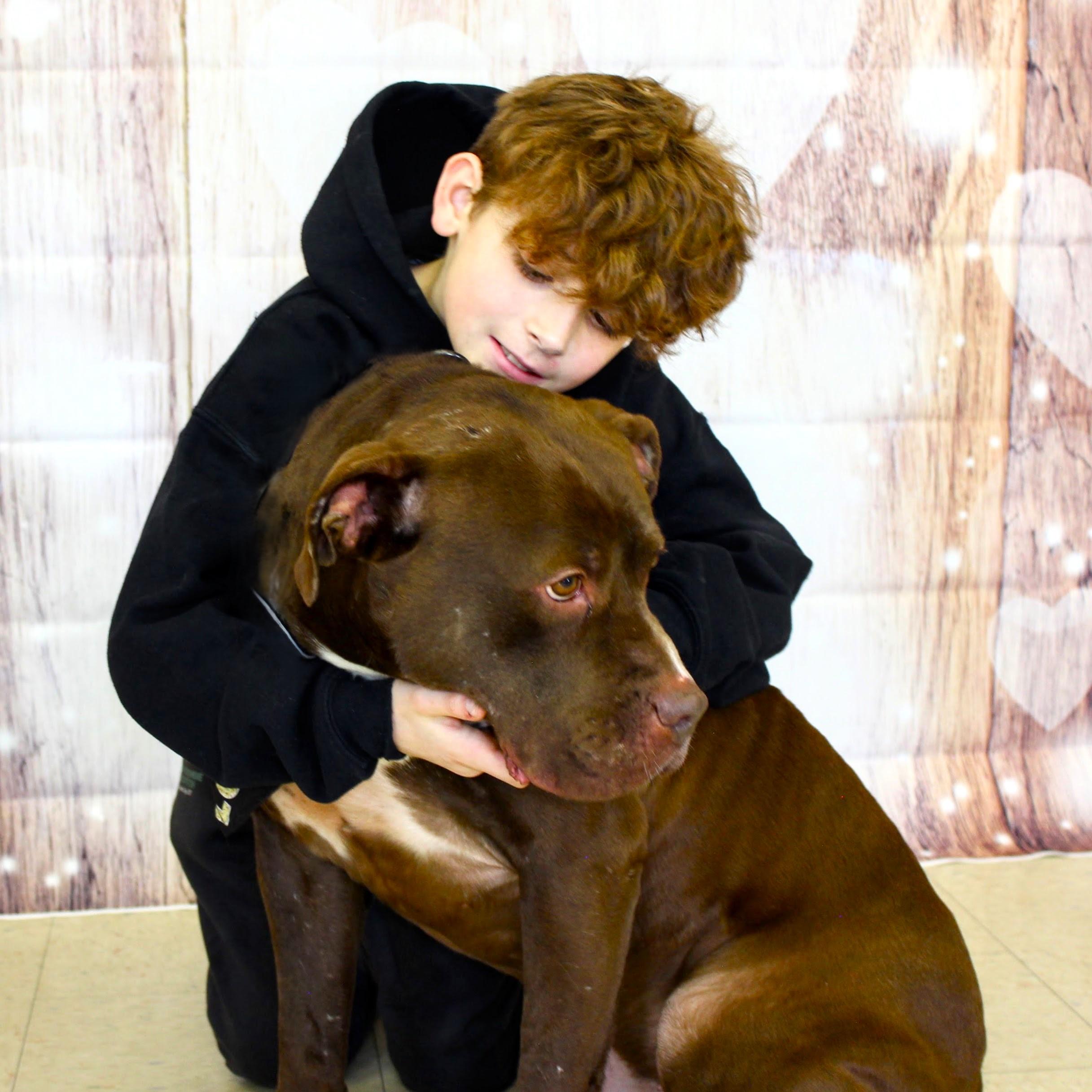 Enlarge ZEUS  (Cross-Post), a Adopted Pit Bull Terrier in Pelham, NH image 1/6