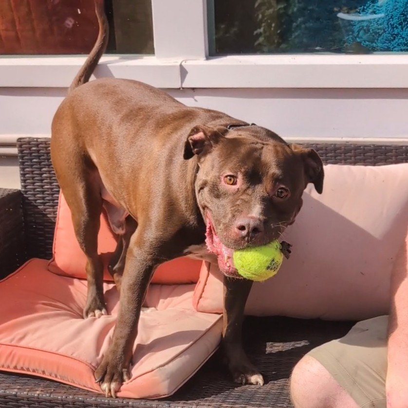 Enlarge ZEUS  (Cross-Post), a Adopted Pit Bull Terrier in Pelham, NH image 4/6