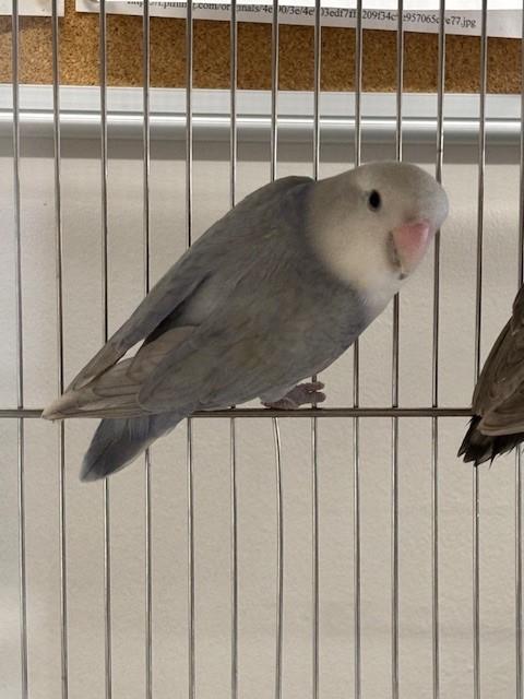 Juliet, Adoptable, Young Unknown Lovebird.