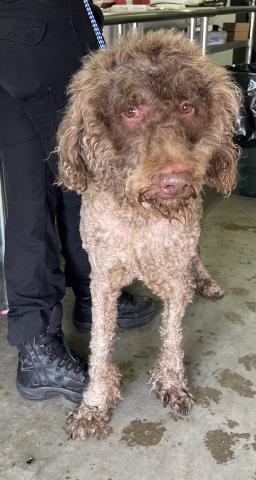 BEAR, Adoptable, Adult Male Labrador Retriever & Mixed Breed.