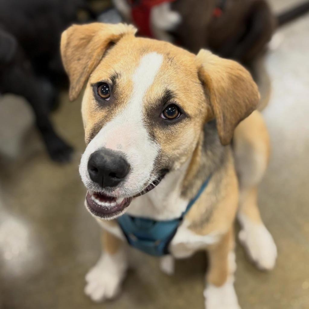 Nala, a Adoptable mixed breed in sun prairie, WI image 1/3