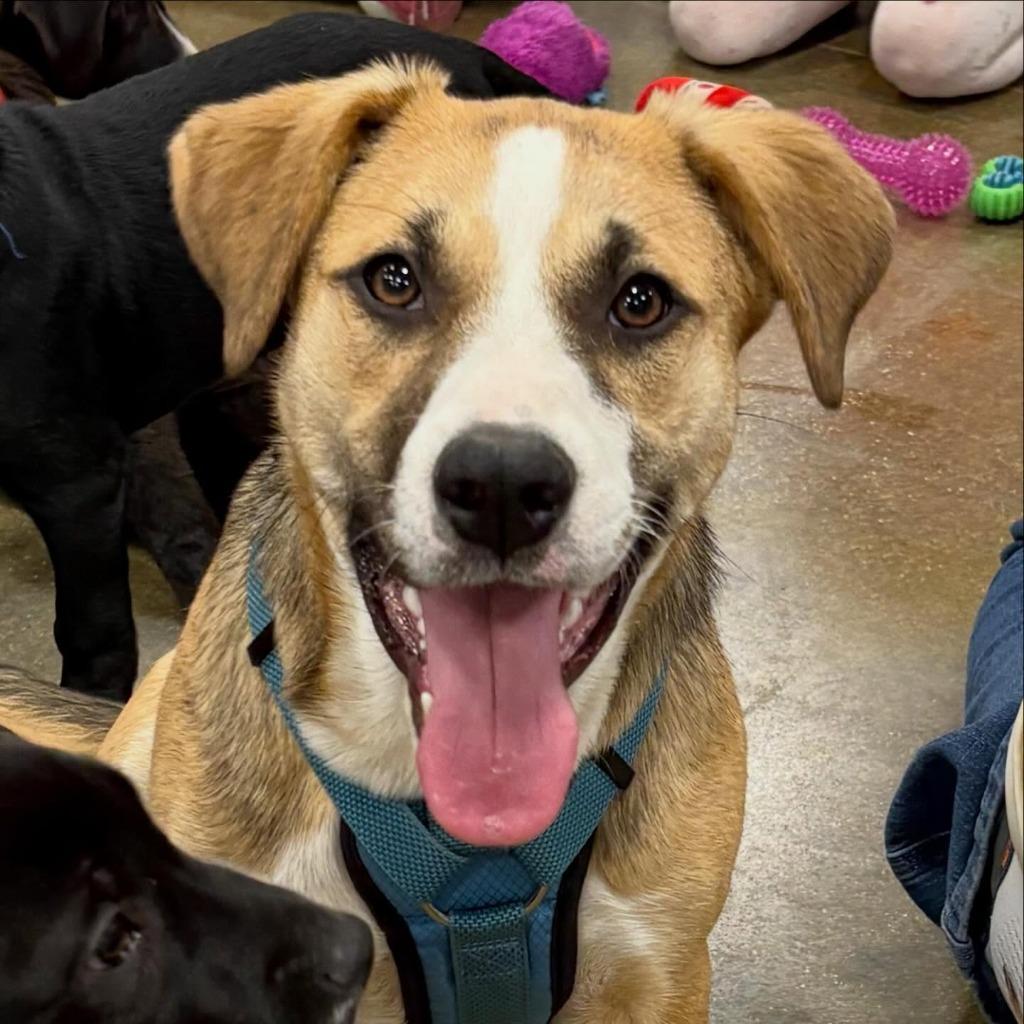 Nala, a Adoptable mixed breed in sun prairie, WI image 2/3