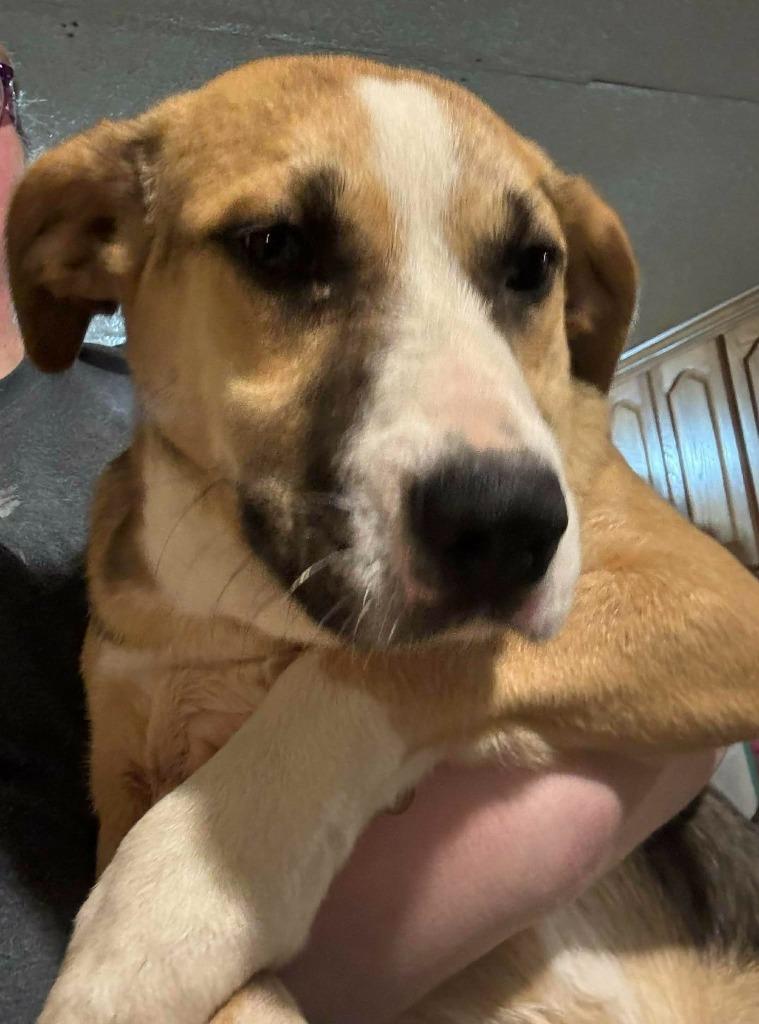 Nala, a Adoptable mixed breed in sun prairie, WI image 3/3