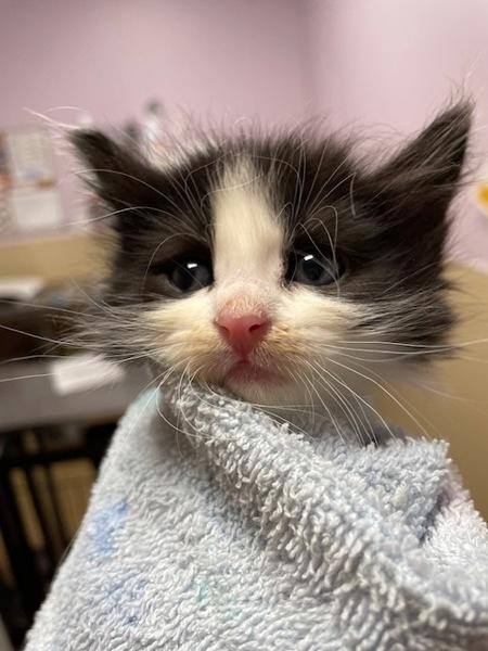 Sage, Adoptable, Kitten Female Domestic Medium Hair.