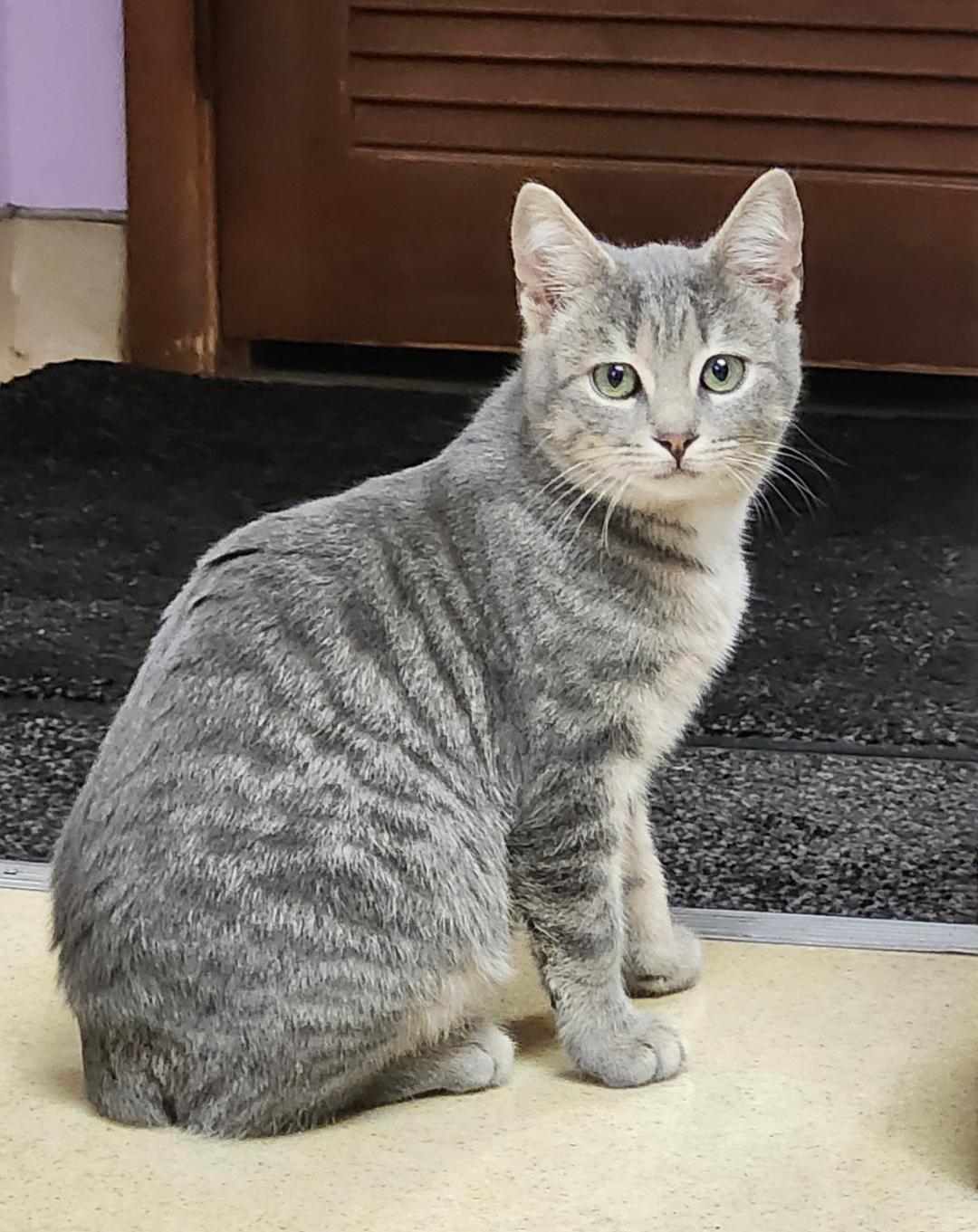 Zero, a Adoptable Domestic Short Hair in Reynoldsburg, OH image 2/4