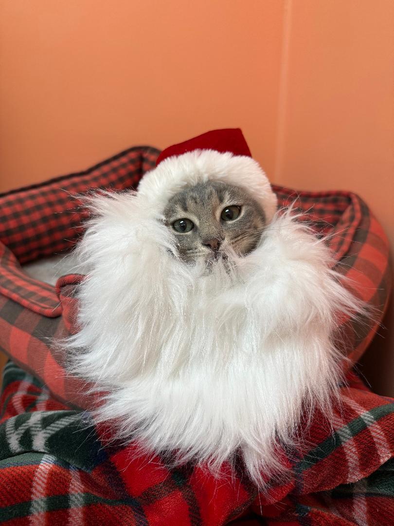 Zero, a Adoptable Domestic Short Hair in Reynoldsburg, OH image 1/4