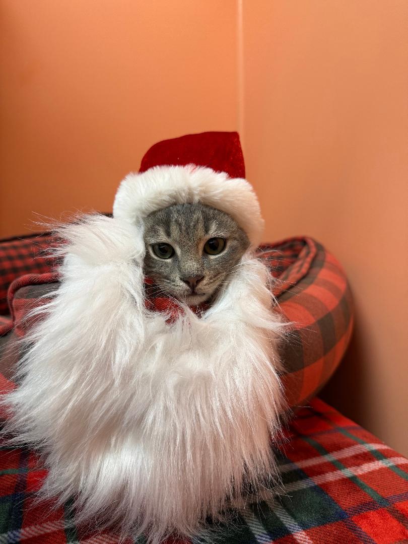 Zero, a Adoptable Domestic Short Hair in Reynoldsburg, OH image 3/4