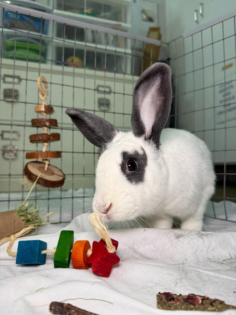ULTA, Adoptable, Young Female Bunny Rabbit.