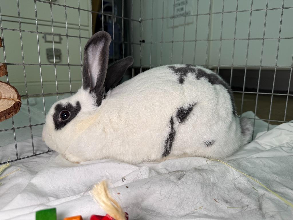 Enlarge ULTA, a Adoptable Bunny Rabbit in Pflugerville, TX image 2/6