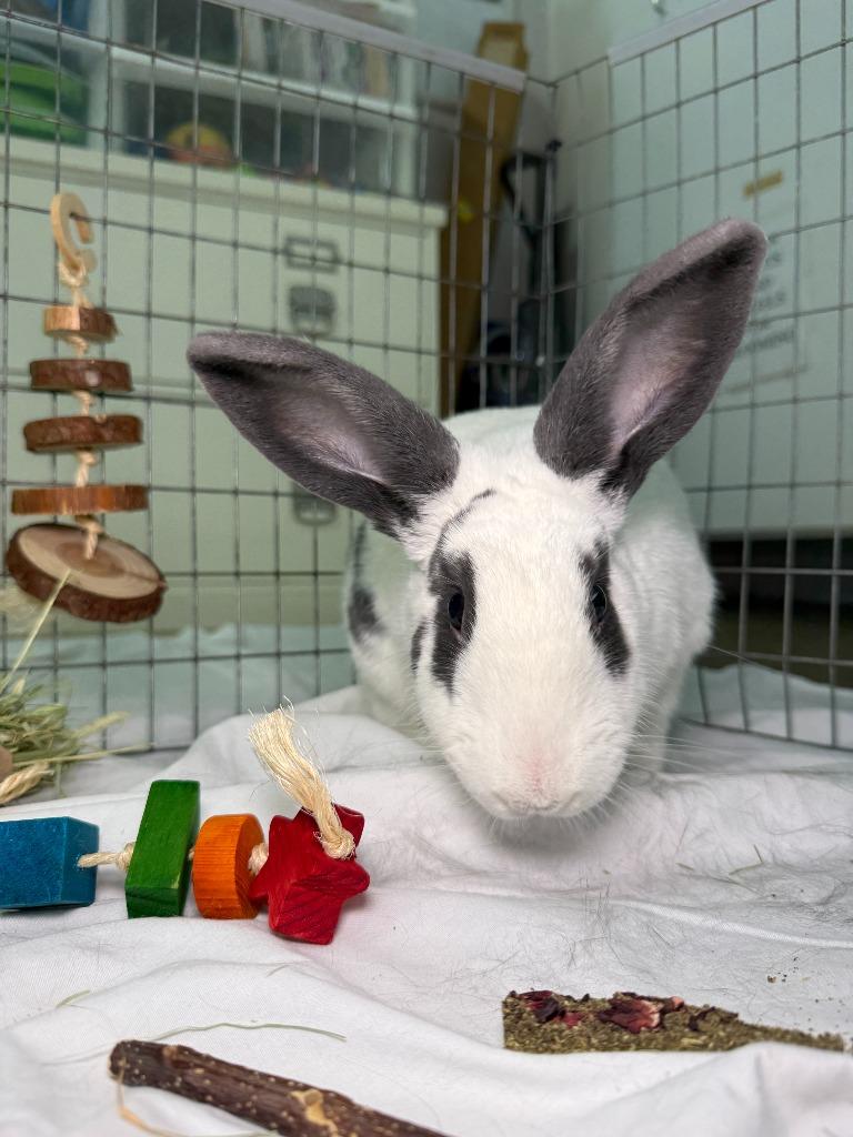 Enlarge ULTA, a Adoptable Bunny Rabbit in Pflugerville, TX image 3/6