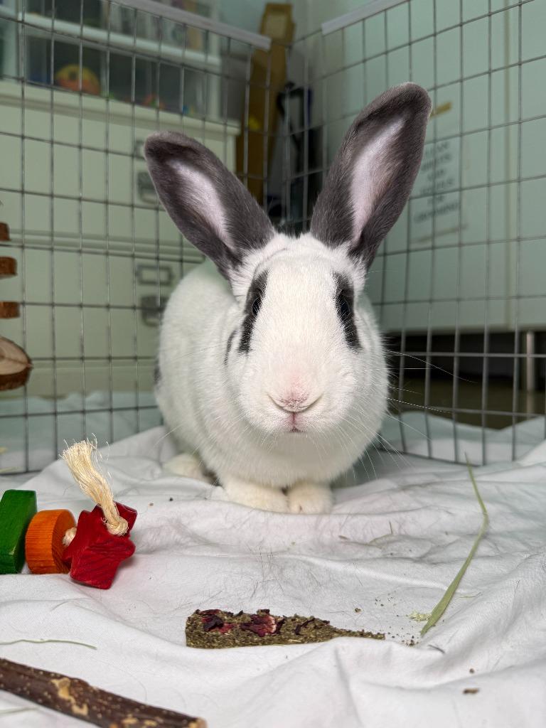 Enlarge ULTA, a Adoptable Bunny Rabbit in Pflugerville, TX image 4/6