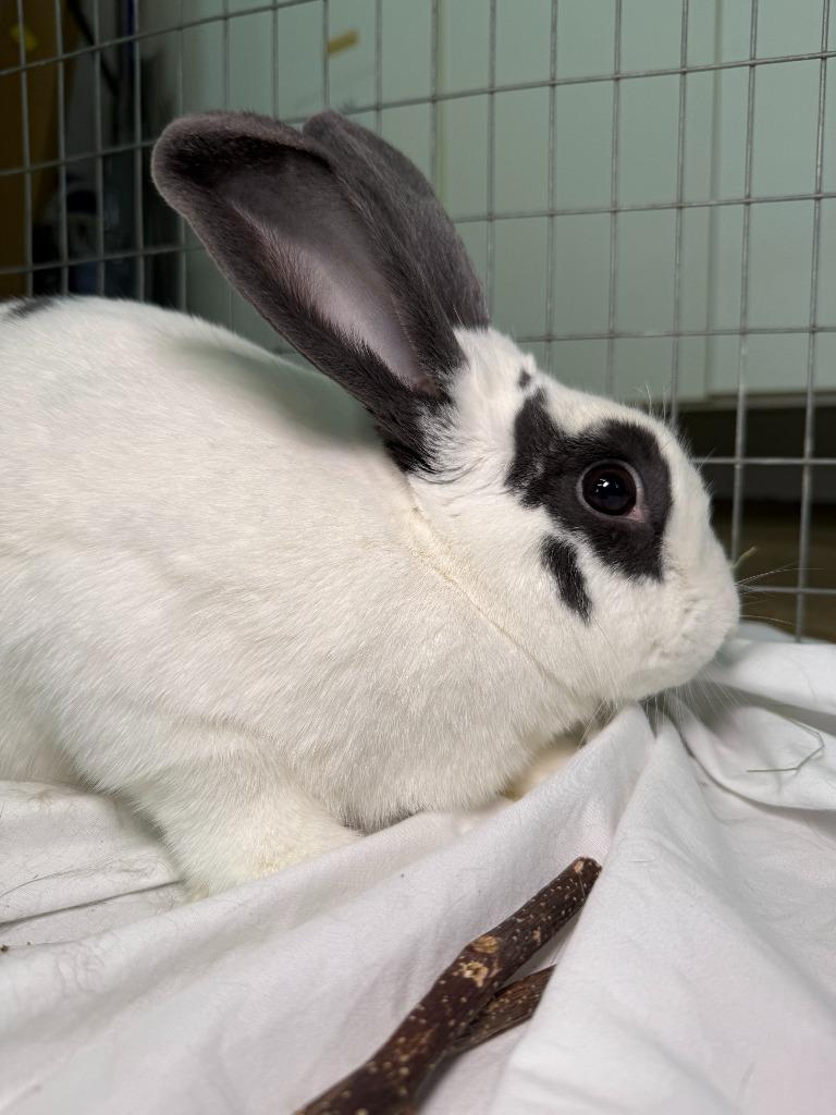 Enlarge ULTA, a Adoptable Bunny Rabbit in Pflugerville, TX image 5/6