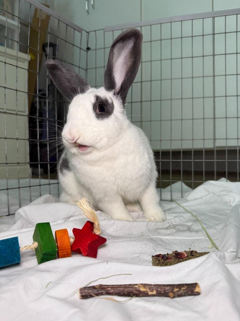 Enlarge ULTA, a Adoptable Bunny Rabbit in Pflugerville, TX image 6/6