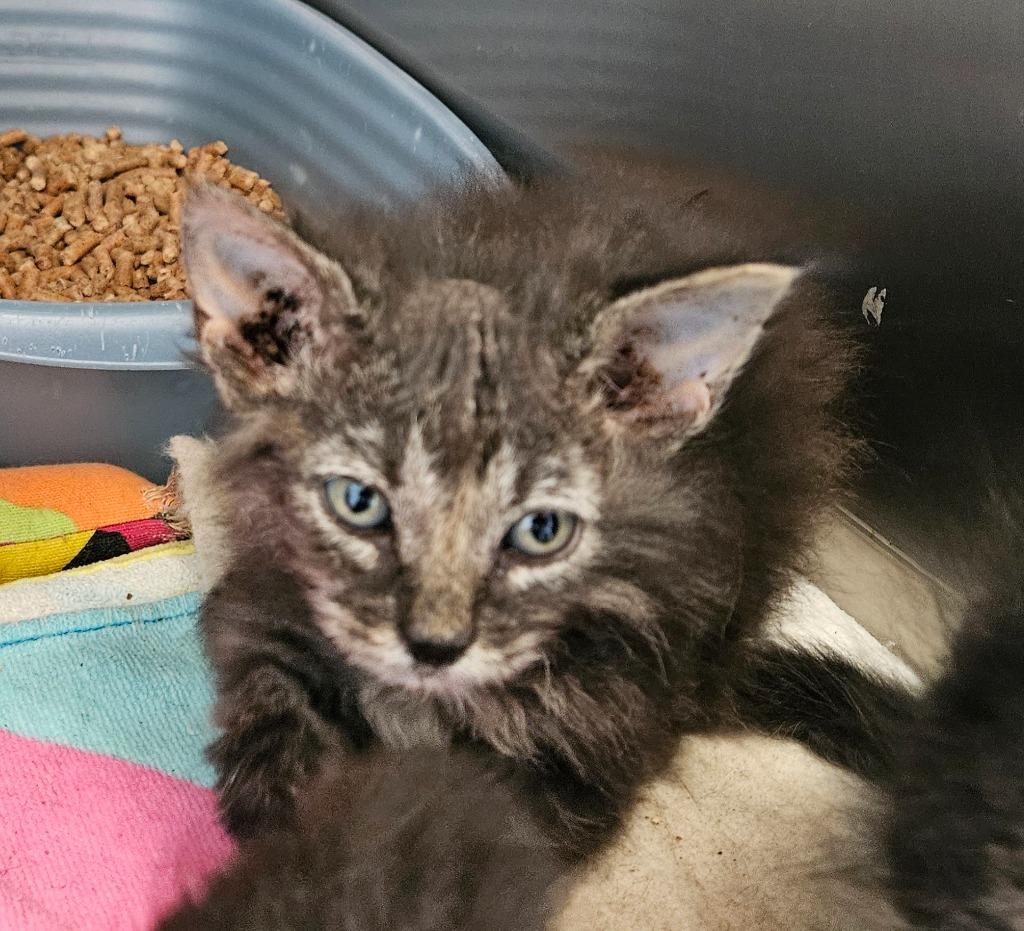 Turkey Foot 2(Thunder Chicken), Adoptable, Kitten Male Domestic Short Hair.