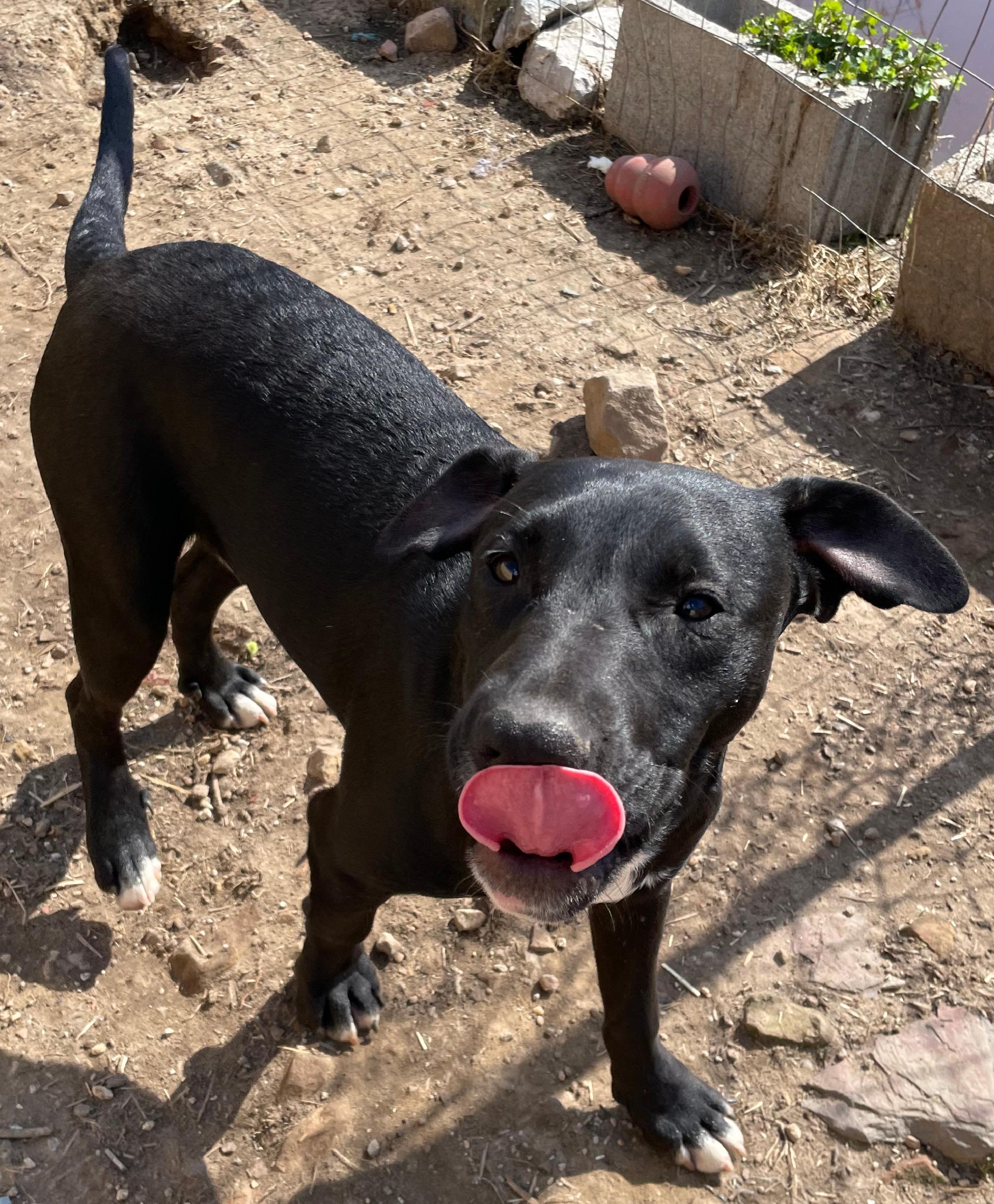 Tycoon, a Adoptable mixed breed in Tracy City , TN image 1/3