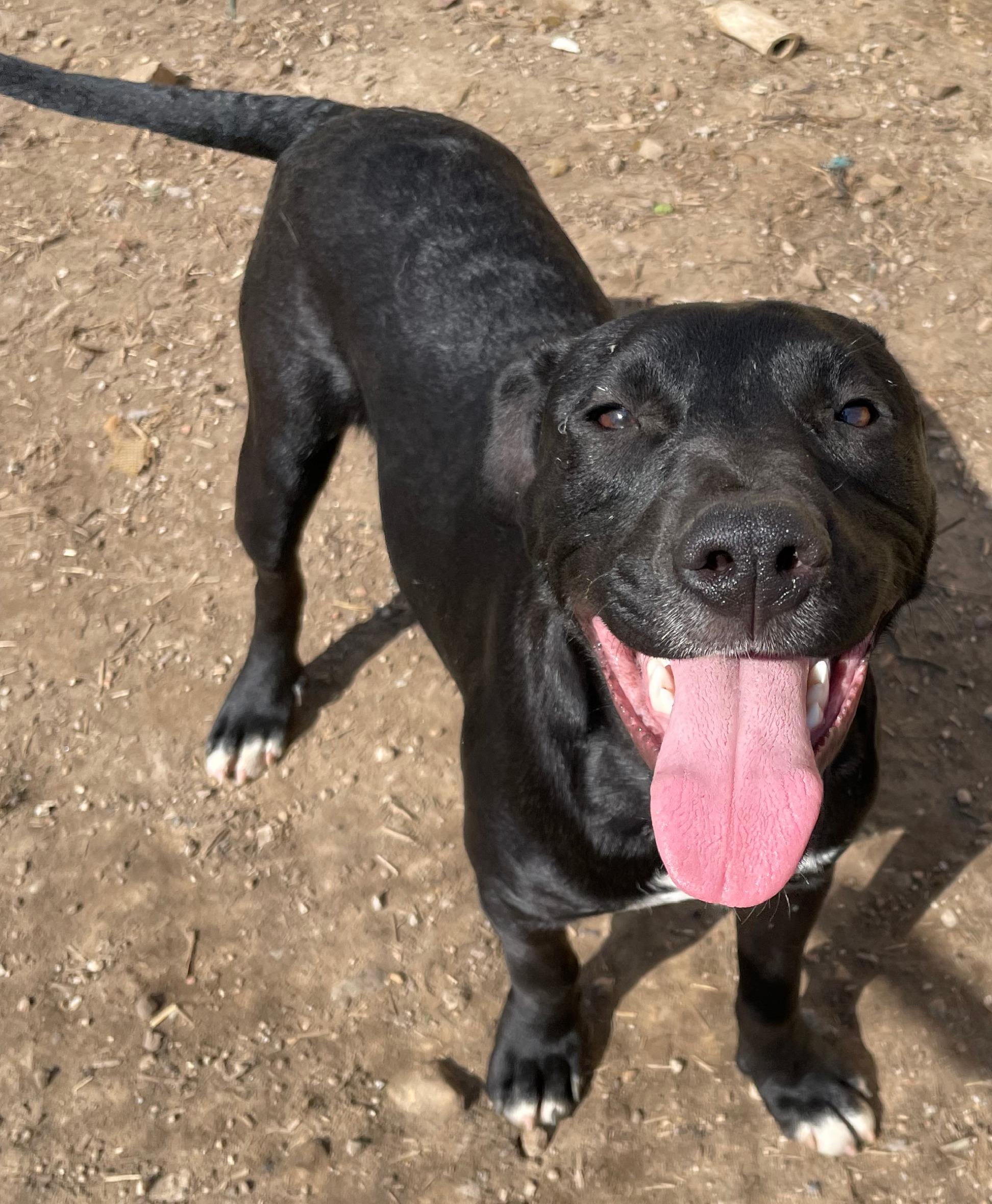 Tycoon, Adoptable, Young Male American Staffordshire Terrier & Cattle Dog.