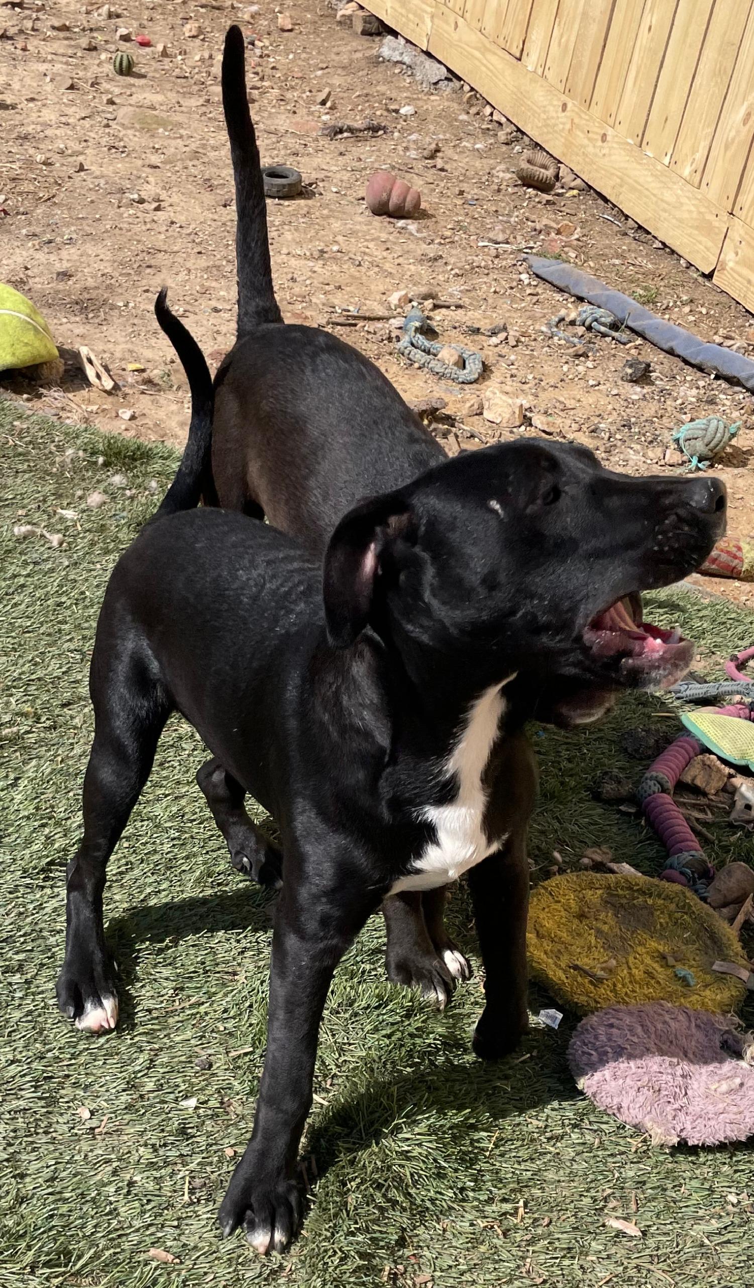 Tycoon, a Adoptable mixed breed in Tracy City , TN image 3/3