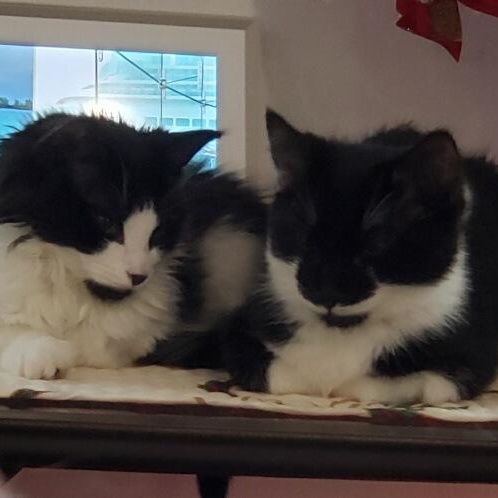 Joker and Harley , ADOPTABLE, Young Female Domestic Medium Hair.