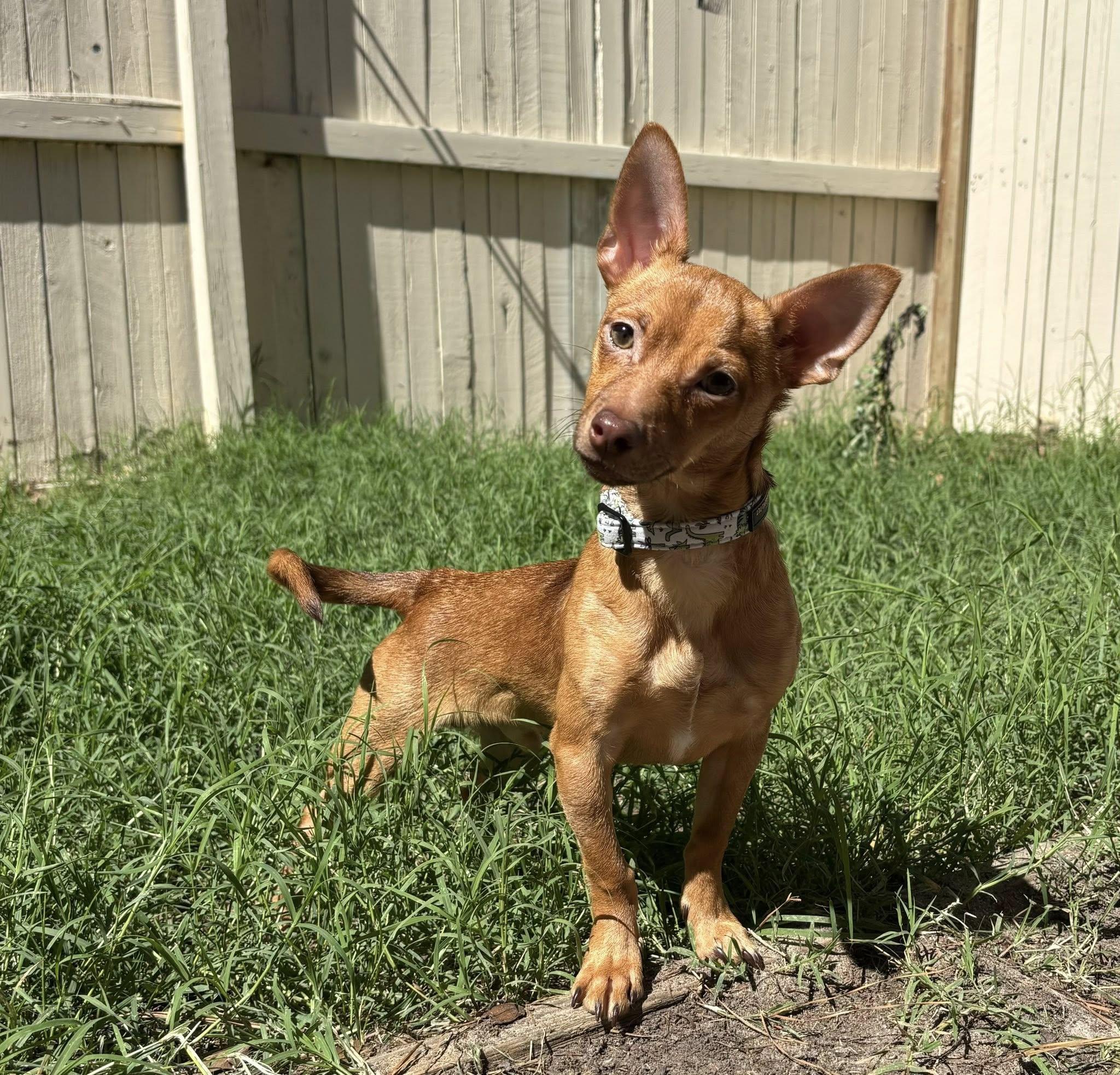 Enlarge Bartley, a ADOPTABLE mixed breed in Yorktown, VA image 6/6