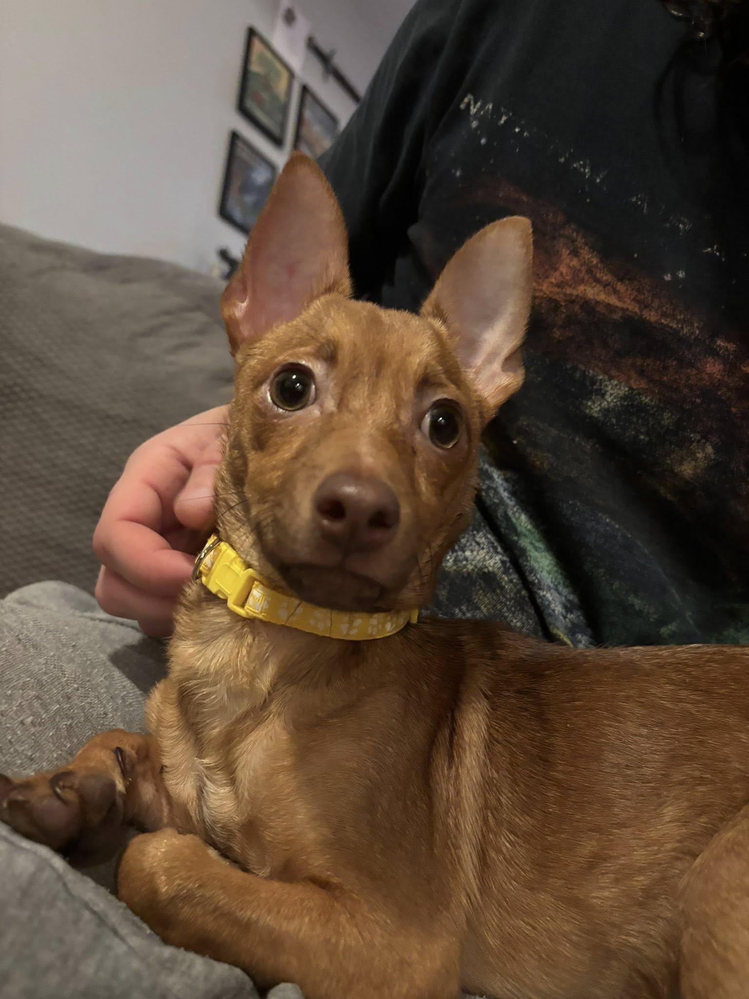 Enlarge Bartley, a ADOPTABLE mixed breed in Yorktown, VA image 4/6