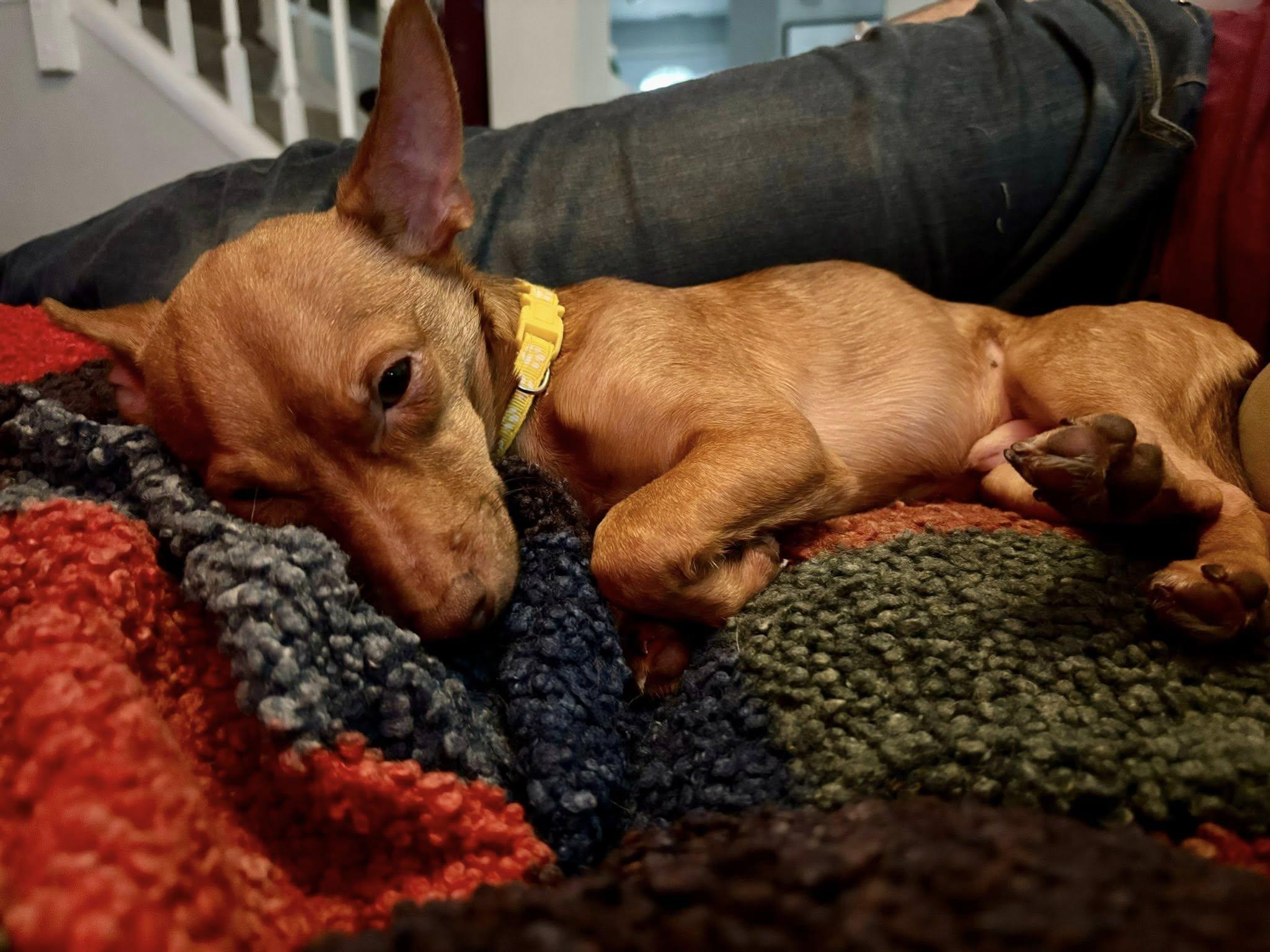 Enlarge Bartley, a ADOPTABLE mixed breed in Yorktown, VA image 3/6