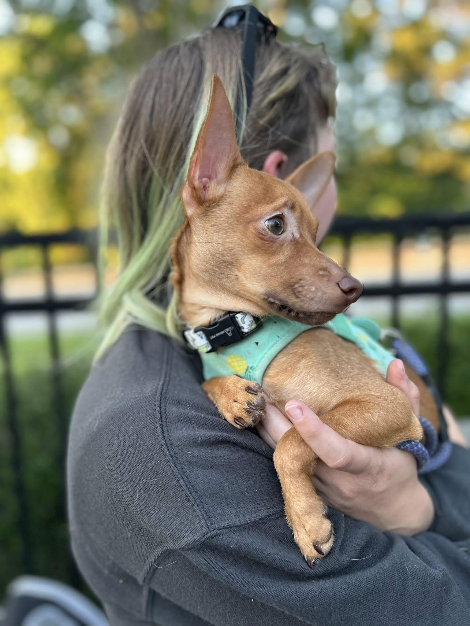 Enlarge Bartley, a ADOPTABLE mixed breed in Yorktown, VA image 2/6