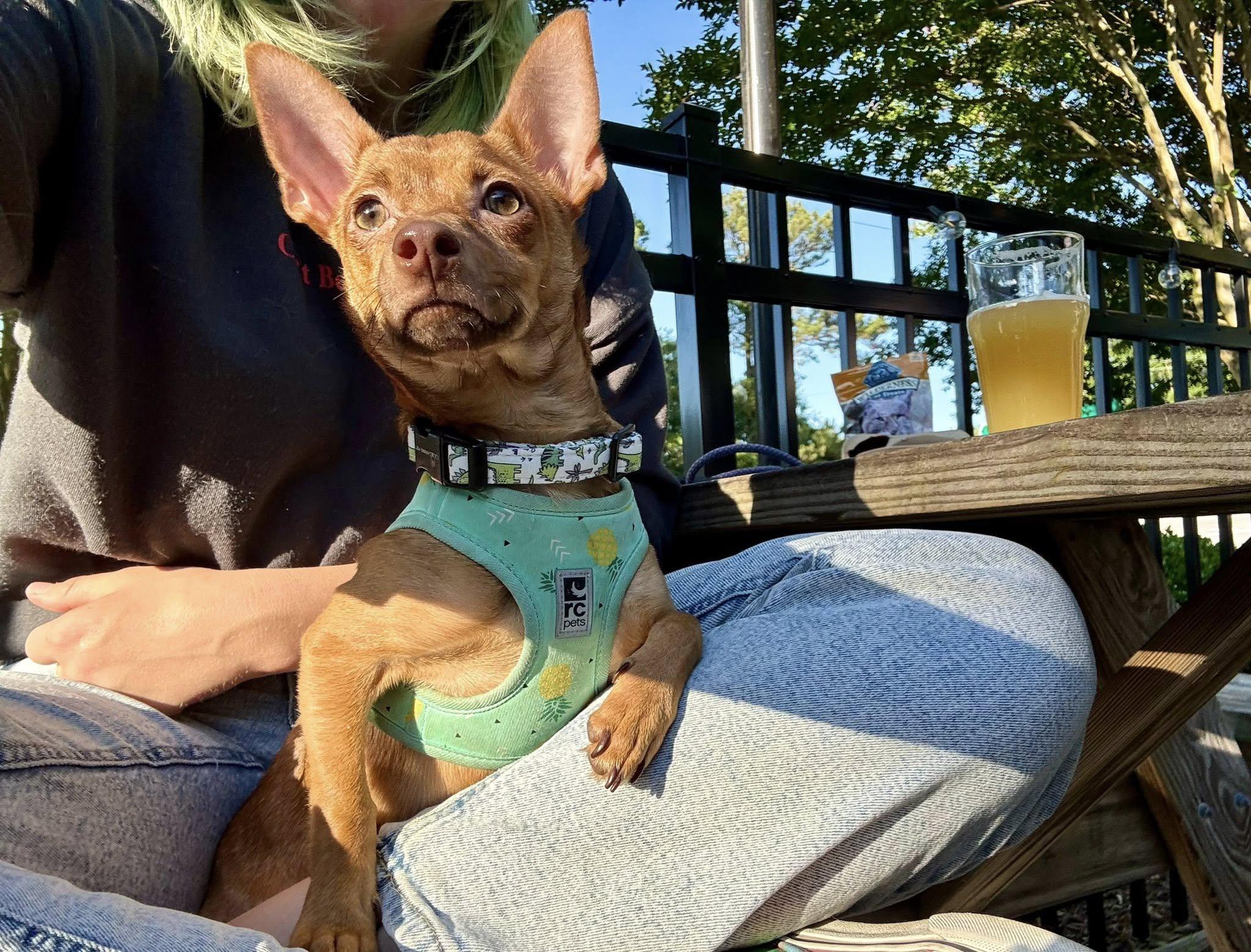 Enlarge Bartley, a ADOPTABLE mixed breed in Yorktown, VA image 5/6