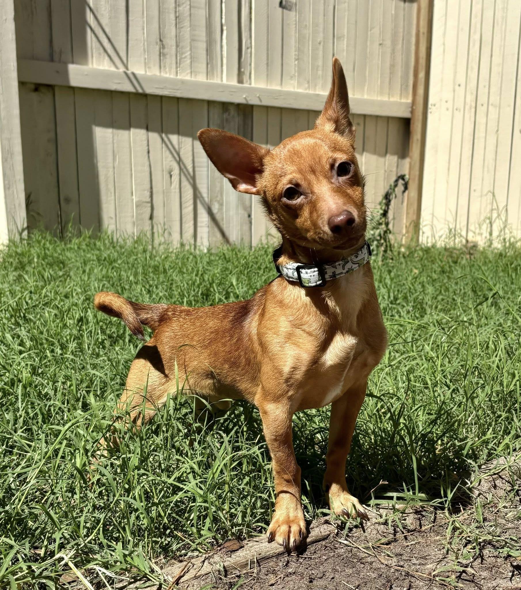 Bartley, ADOPTABLE, Young Male Miniature Pinscher & Chihuahua.