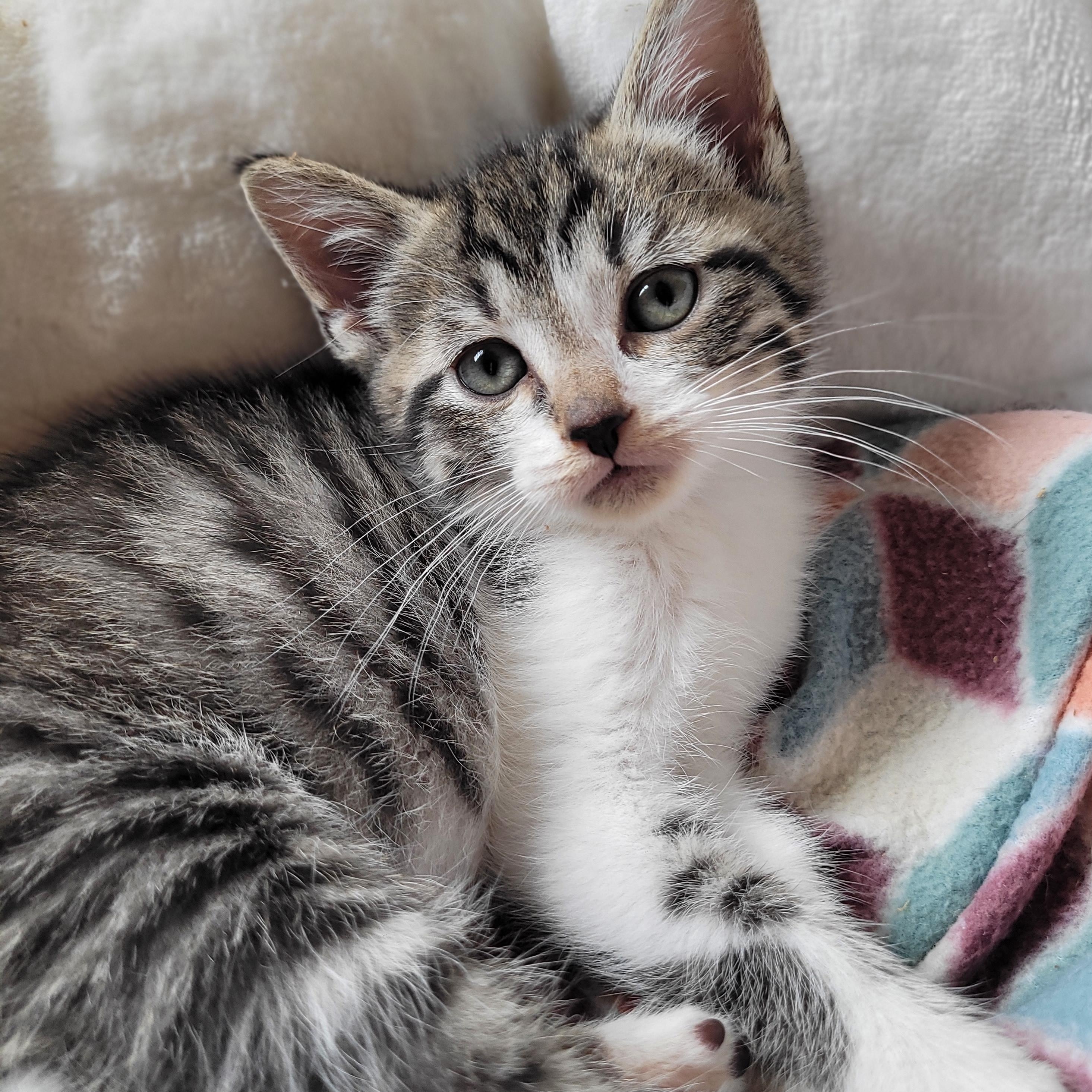 Yeti, Young Male Domestic Short Hair