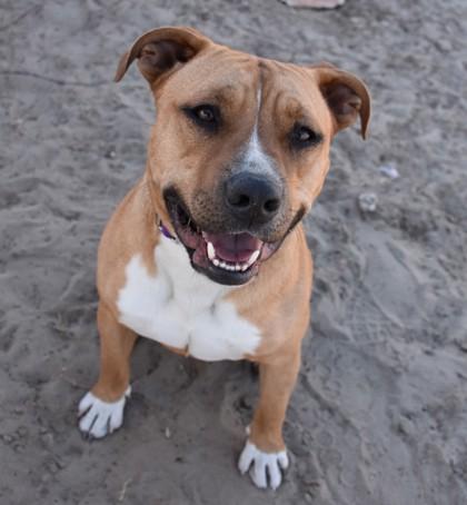 Chester, ADOPTABLE, Young Male Pit Bull Terrier & American Staffordshire Terrier.