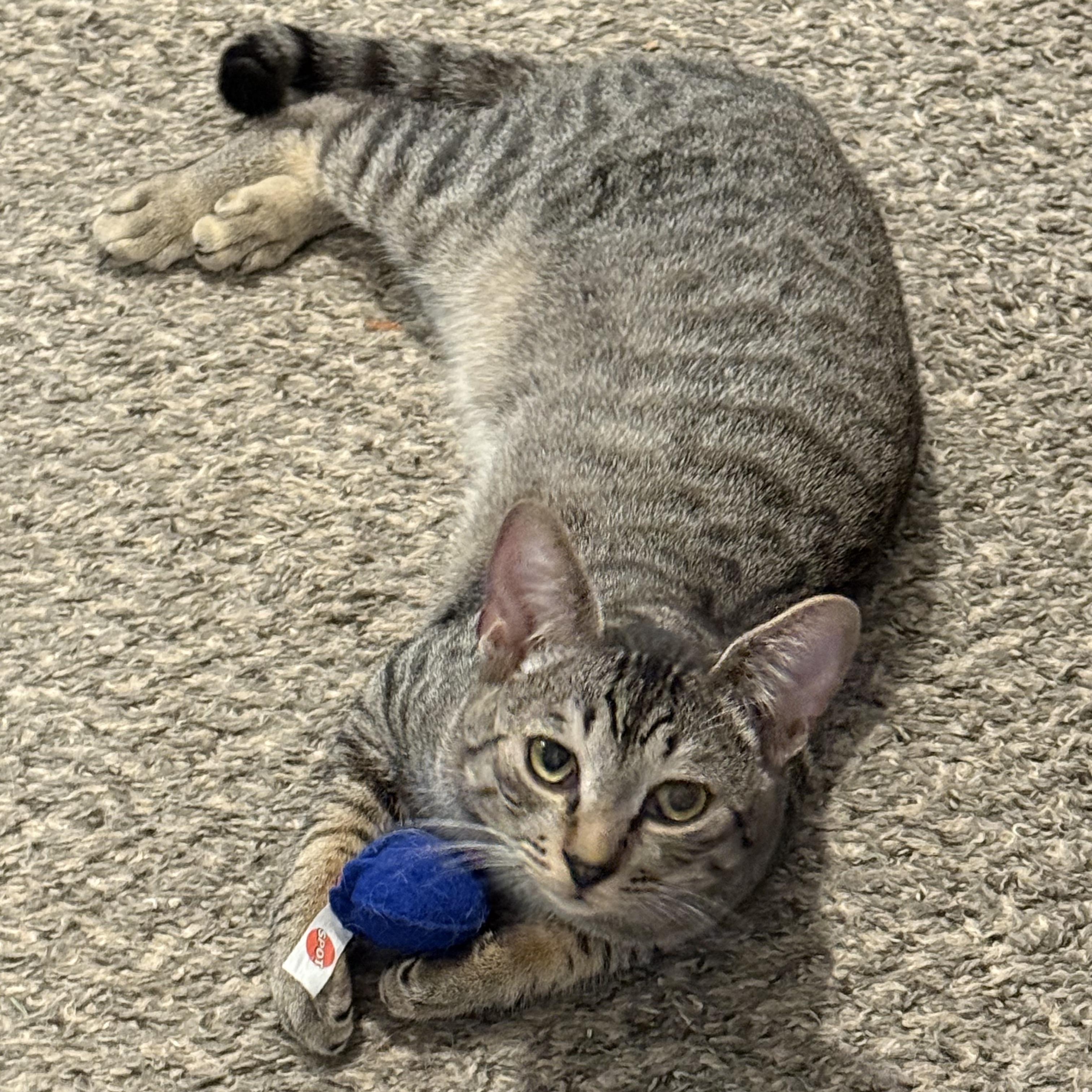 Lincoln, Adoptable, Young Male Domestic Short Hair.