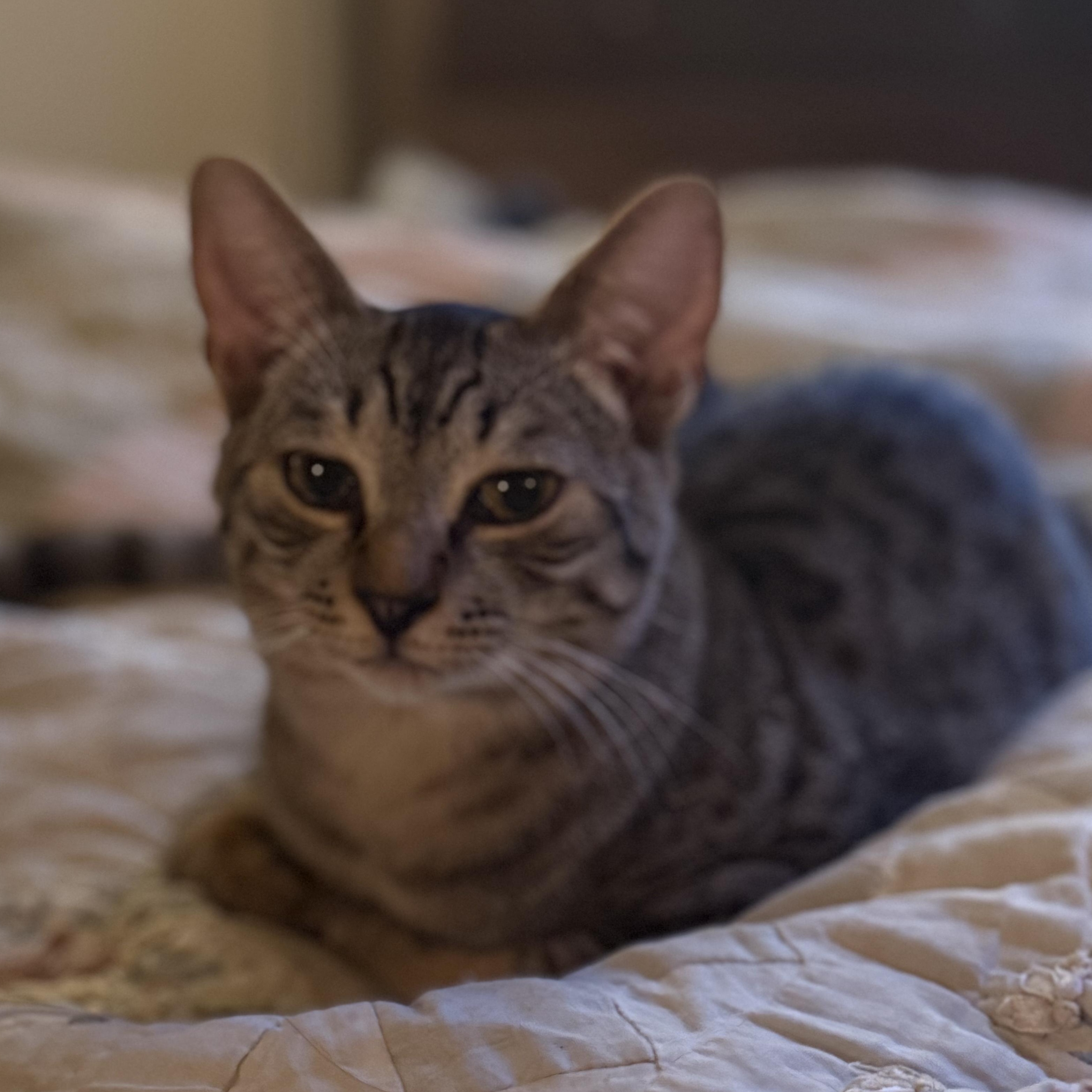 Enlarge Lincoln, a Adoptable mixed breed in Ellensburg, WA image 2/6