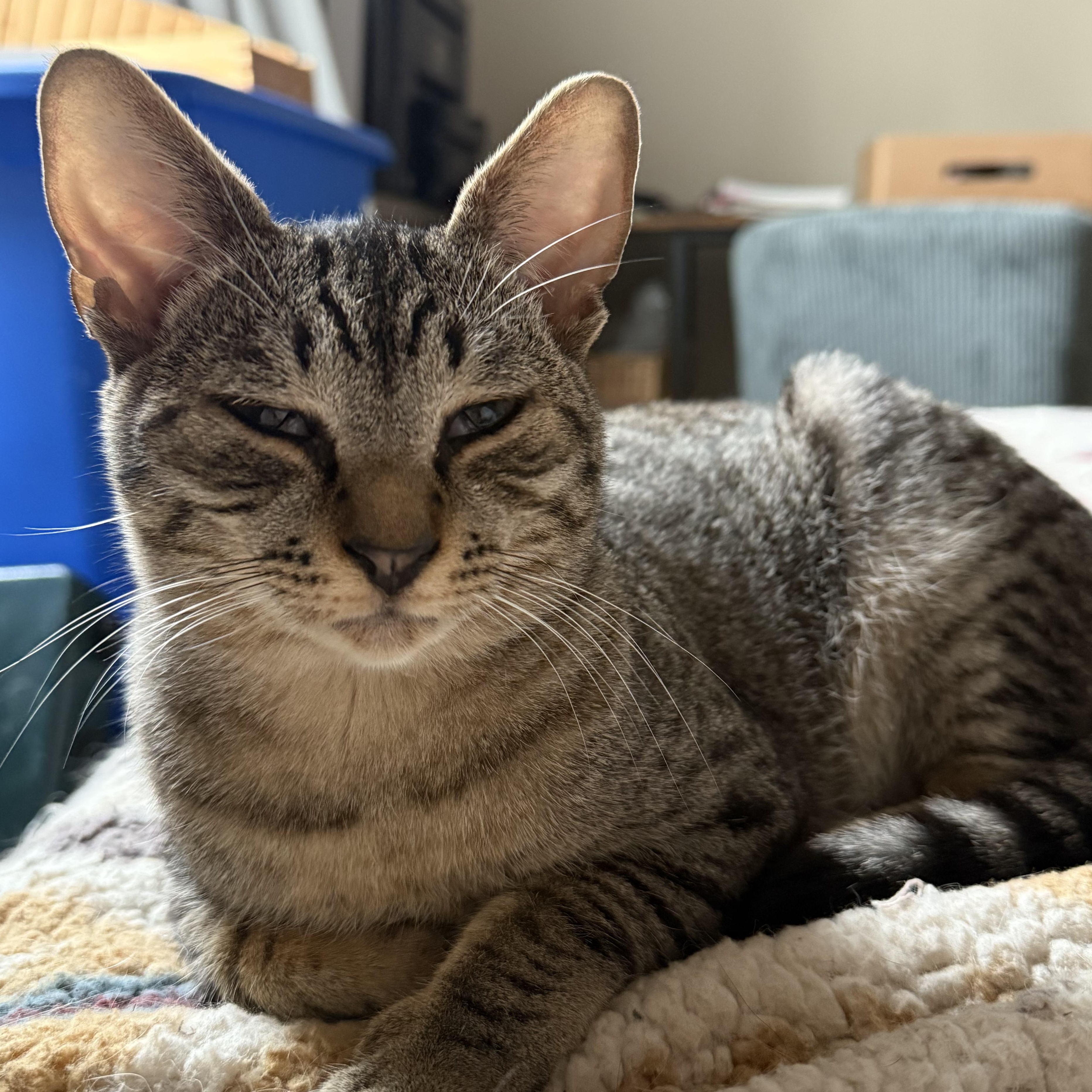 Enlarge Lincoln, a Adoptable mixed breed in Ellensburg, WA image 6/6