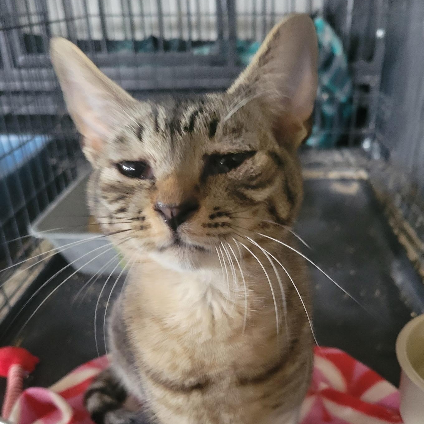 Enlarge Lincoln, a Adoptable mixed breed in Ellensburg, WA image 3/6