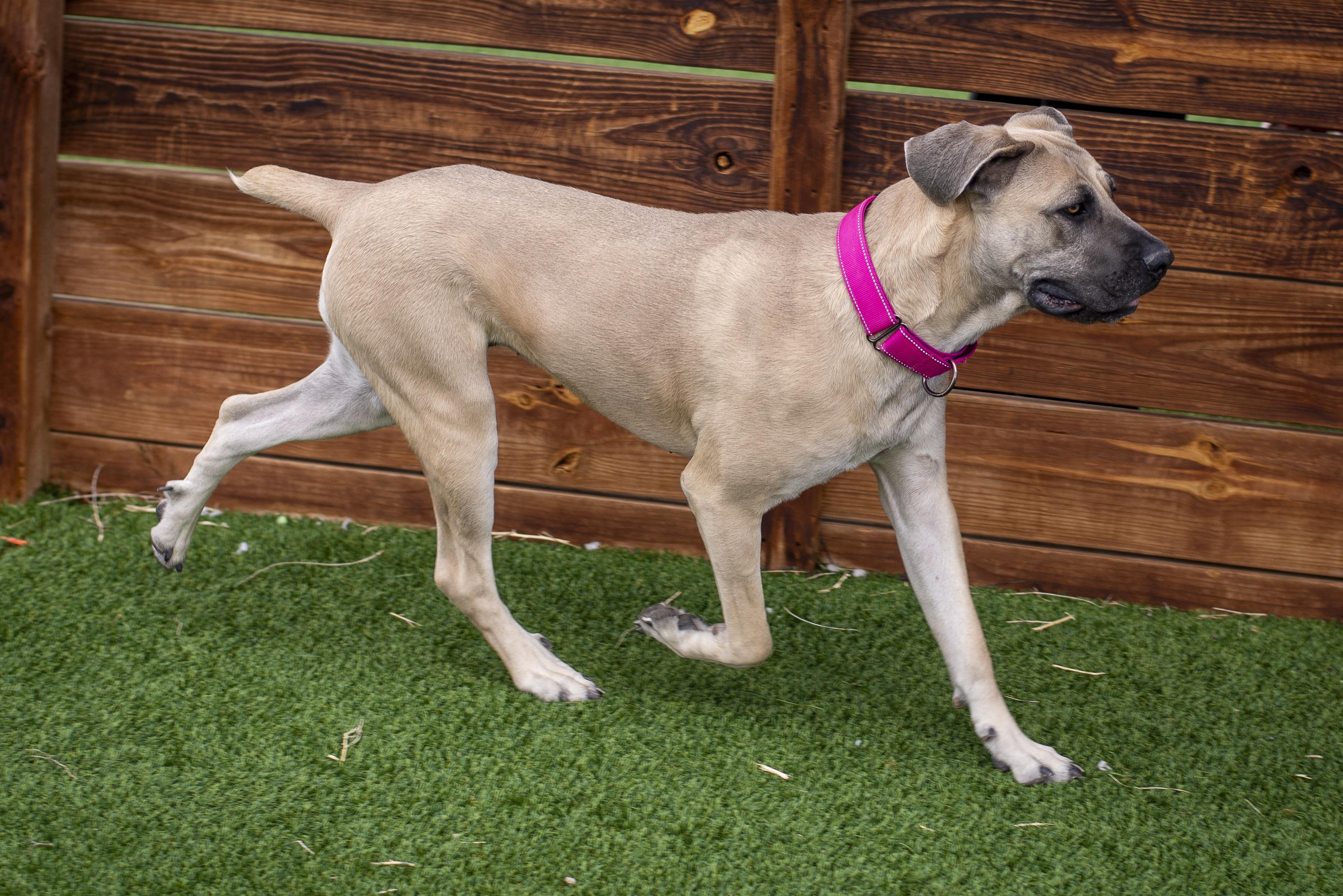 Ghost, a ADOPTABLE Cane Corso in Gunnison, CO image 5/5
