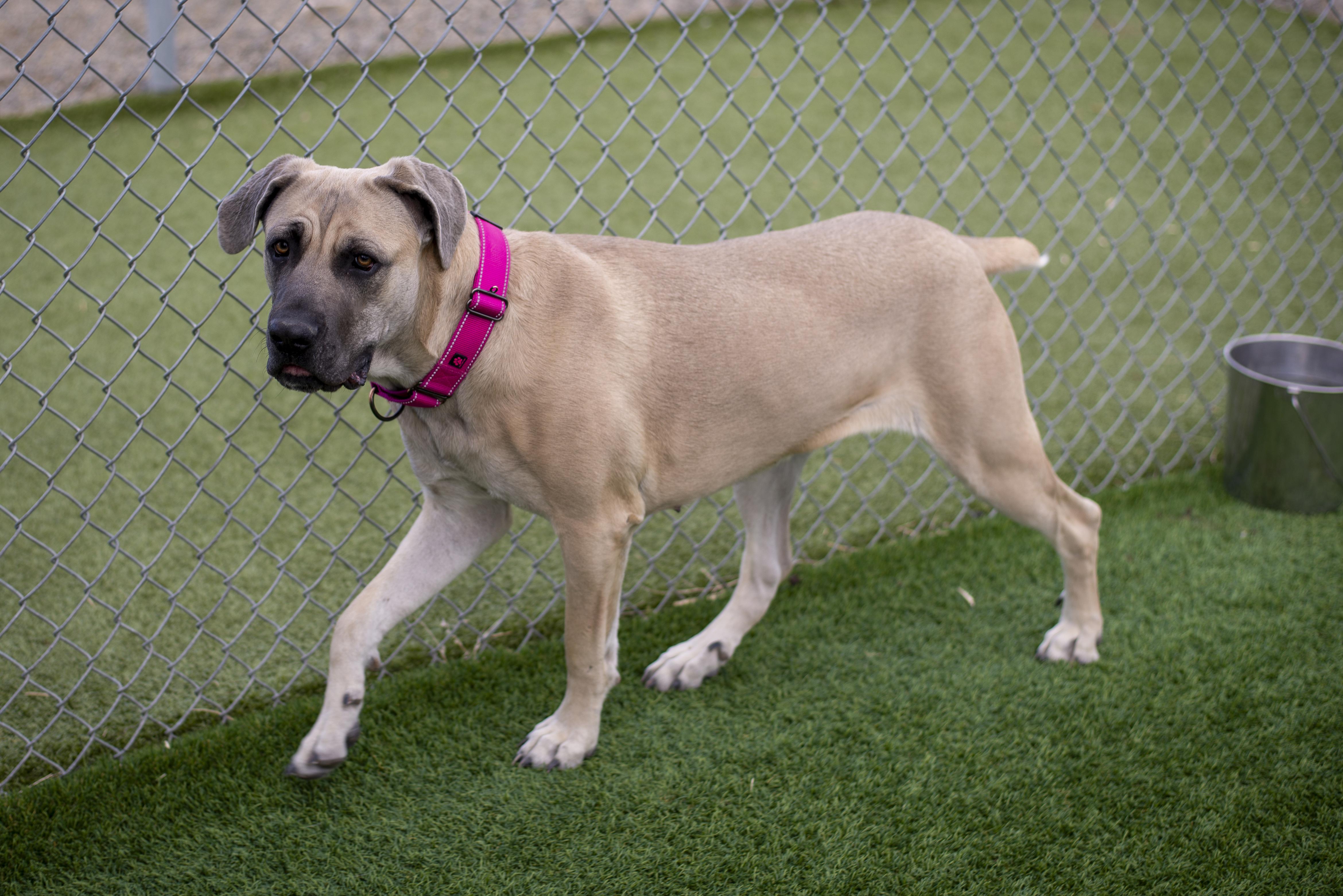 Ghost, a ADOPTABLE Cane Corso in Gunnison, CO image 3/5
