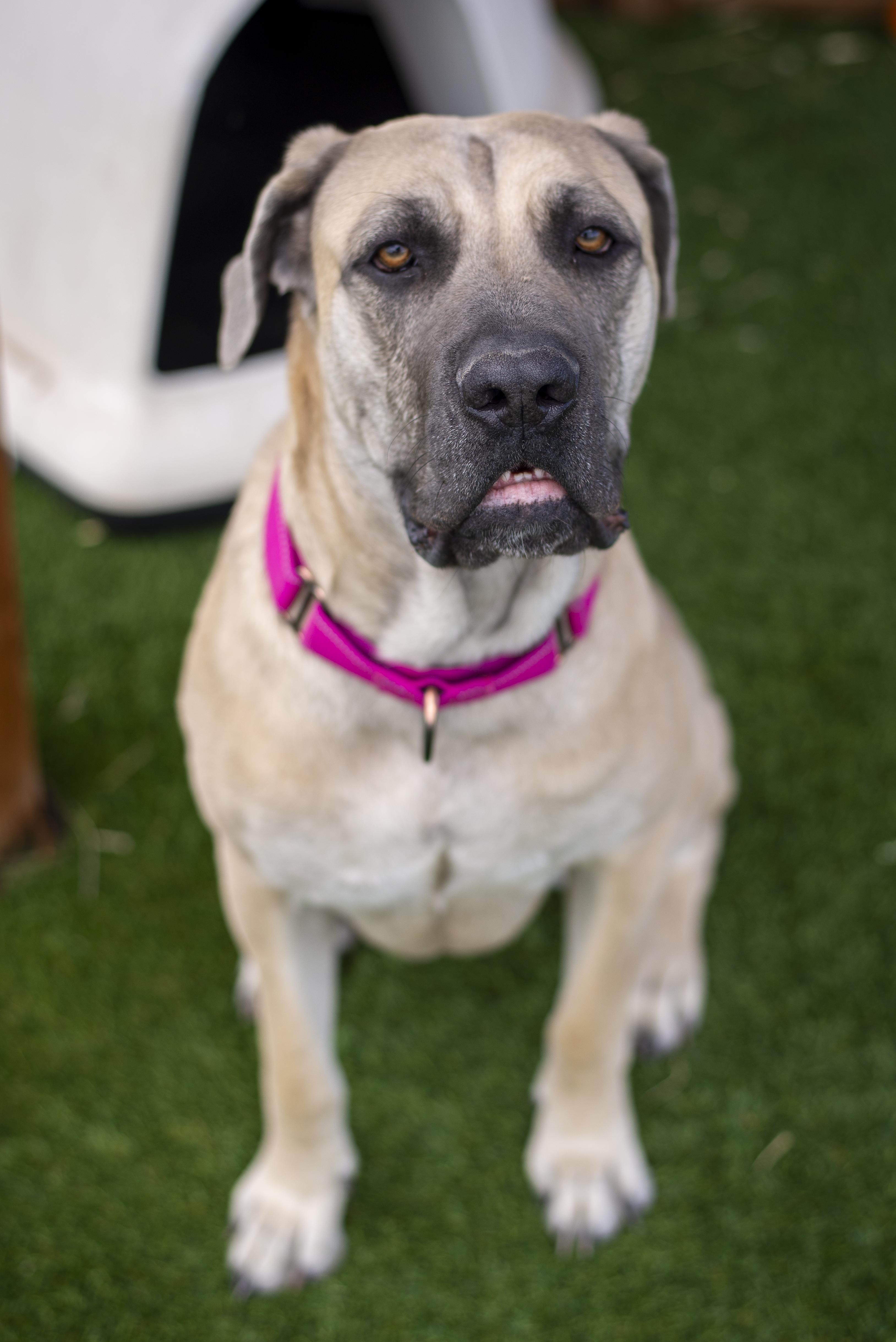 Ghost, ADOPTABLE, Adult Female Cane Corso.