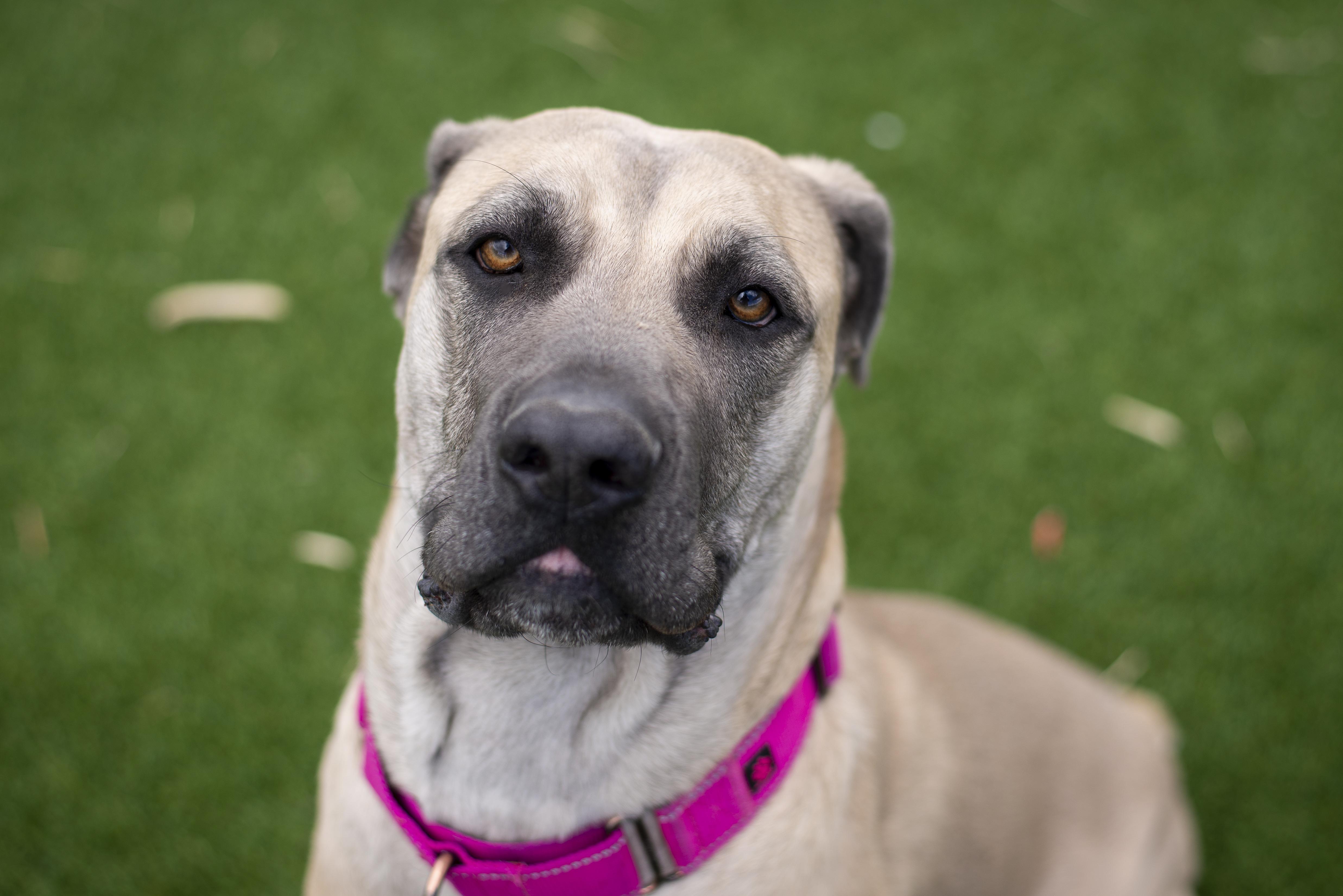 Ghost, a ADOPTABLE Cane Corso in Gunnison, CO image 2/5