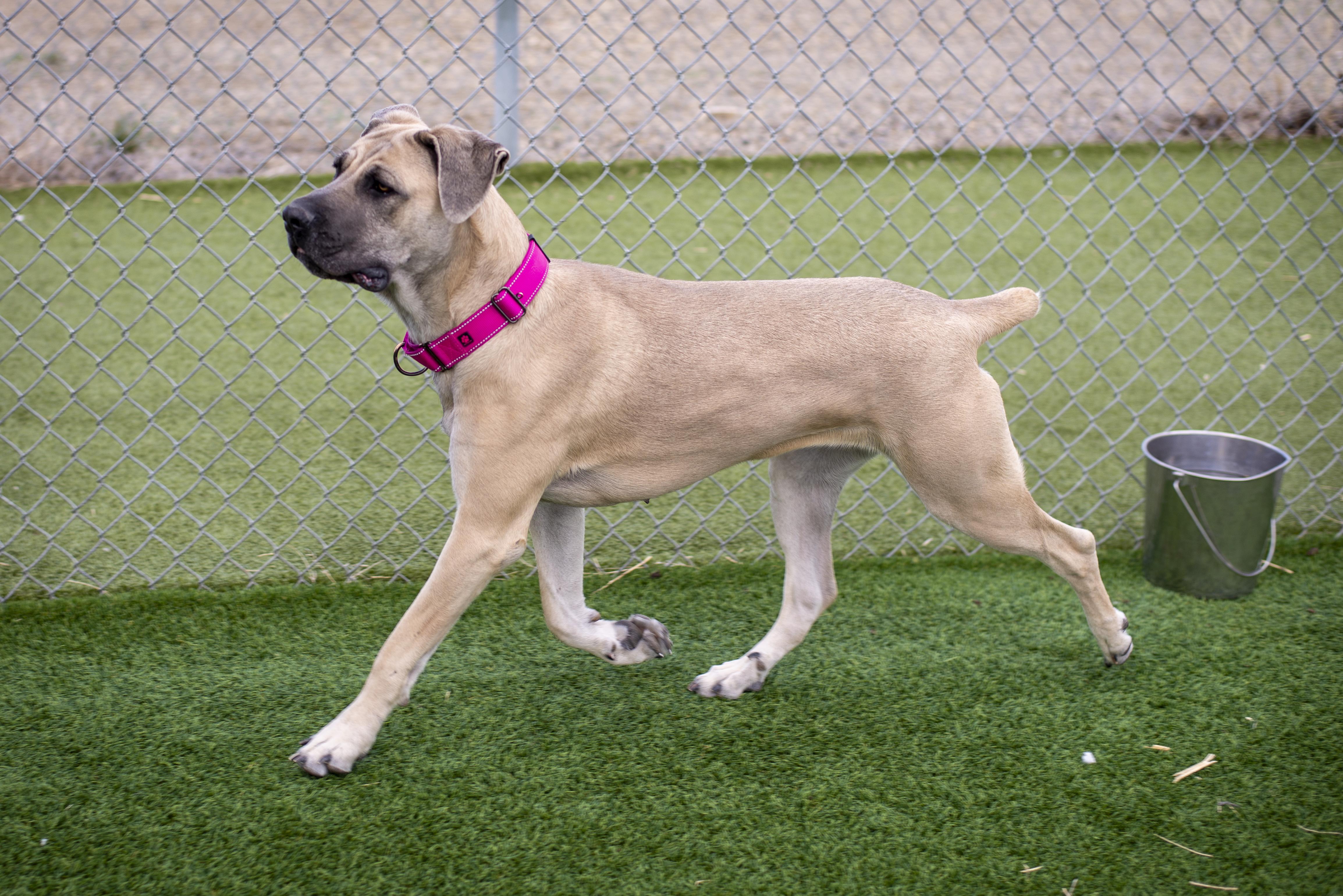 Ghost, a ADOPTABLE Cane Corso in Gunnison, CO image 4/5