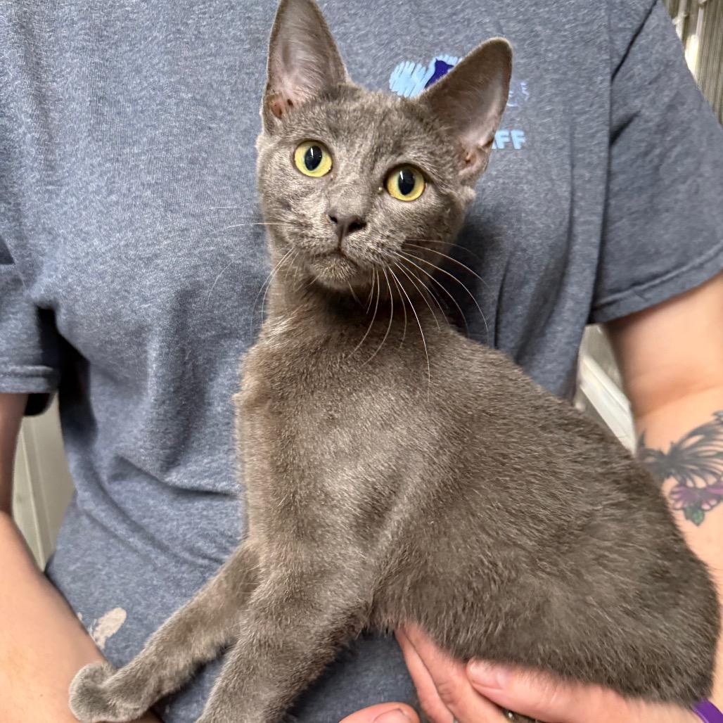 Bluey, Adoptable, Young Female Domestic Short Hair.