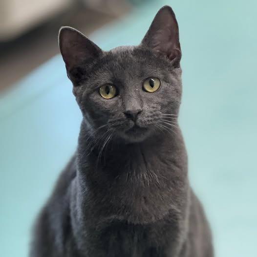 Bluey, a Adoptable Domestic Short Hair in Lake Panasoffkee, FL image 3/3
