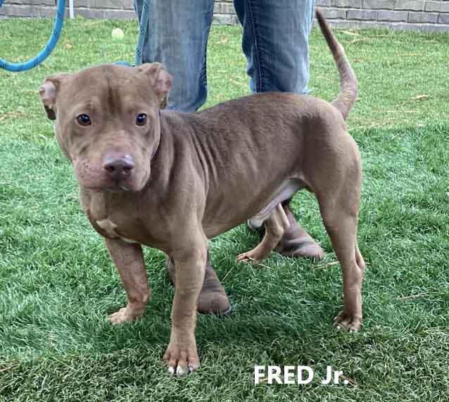 Enlarge Fred Jr., a Adoptable mixed breed in Washington, GA image 2/2