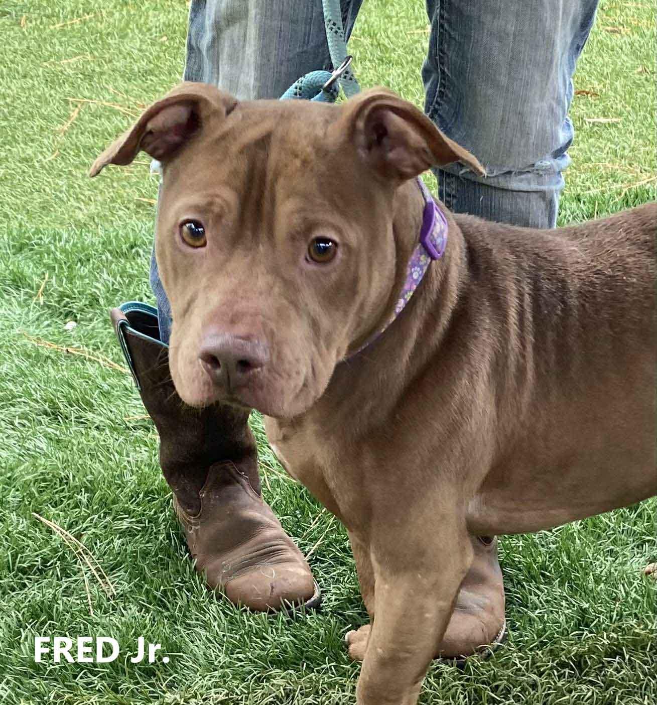 Fred Jr., Adoptable, Young Male Pit Bull Terrier.
