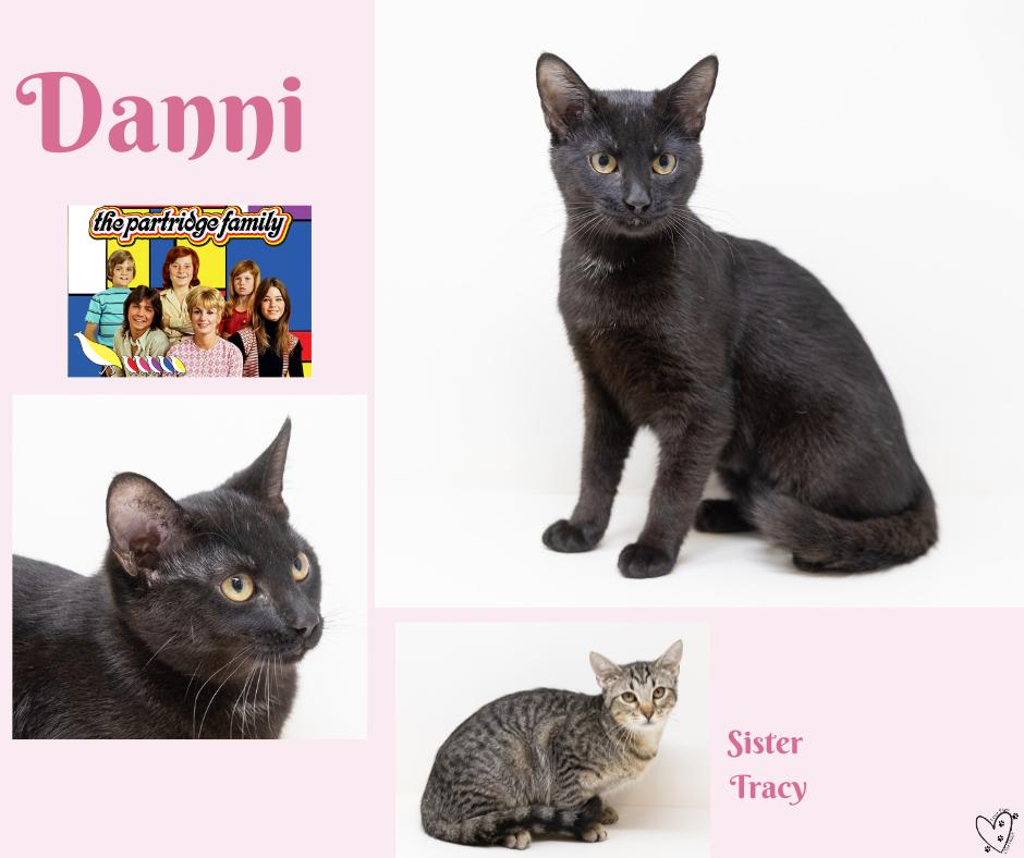 Enlarge Danni, a Adoptable Domestic Short Hair in Trophy Club, TX image 3/5