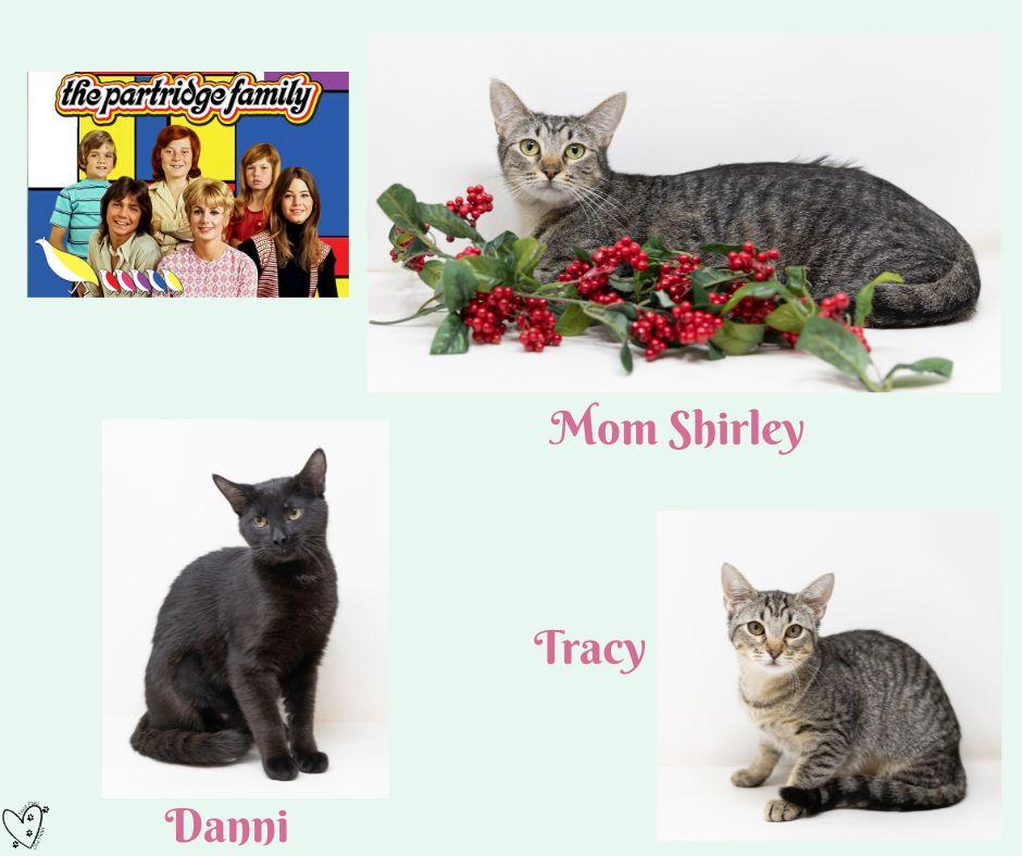 Enlarge Danni, a Adoptable Domestic Short Hair in Trophy Club, TX image 1/4