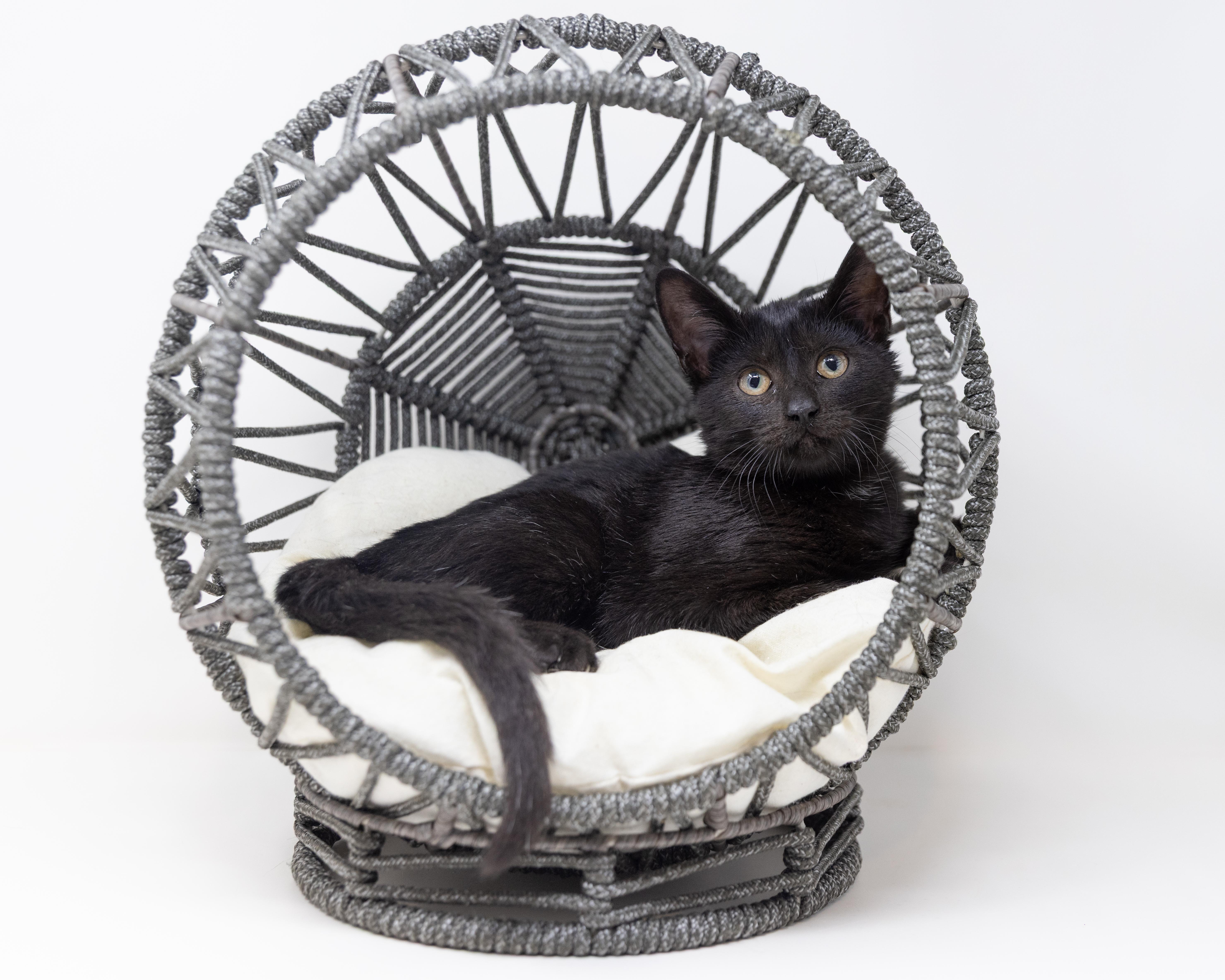 Danni, a Adoptable Domestic Short Hair in Fort Worth, TX image 5/6