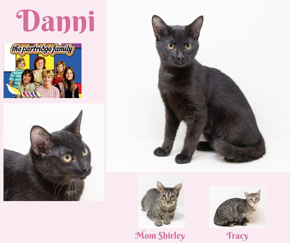Enlarge Danni, a Adoptable Domestic Short Hair in Trophy Club, TX image 2/4