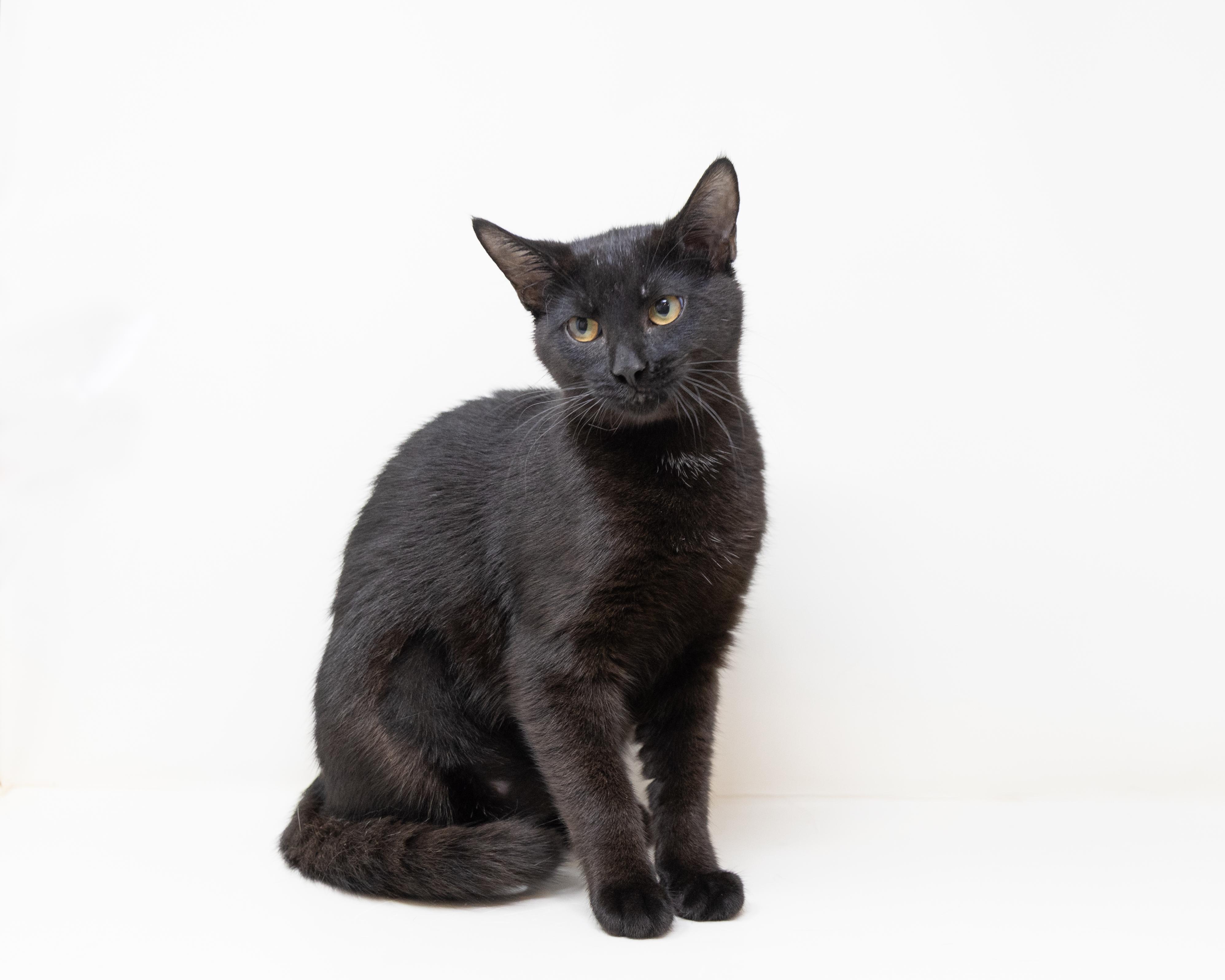 Danni, a Adoptable Domestic Short Hair in Fort Worth, TX image 3/6