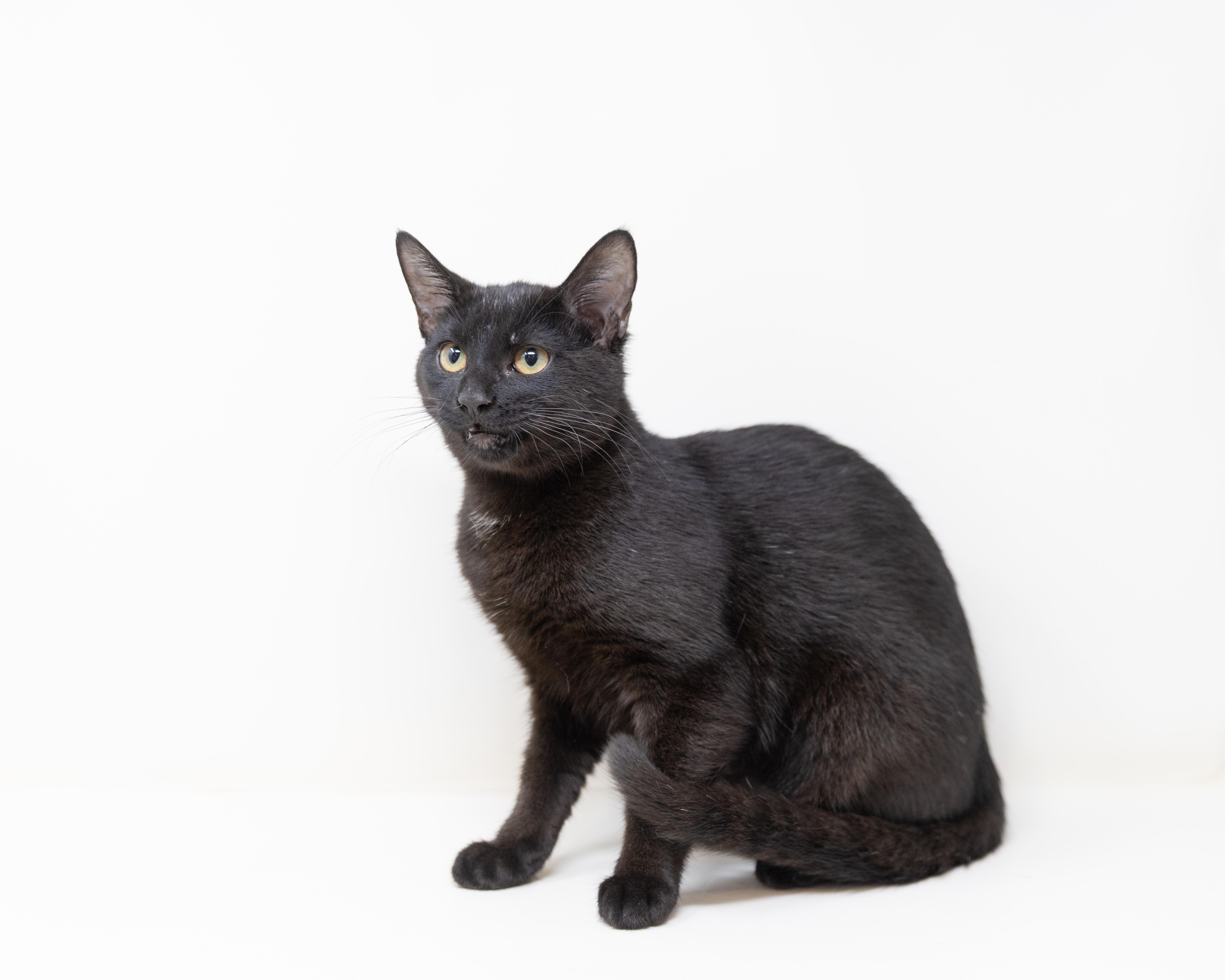 Danni, a Adoptable Domestic Short Hair in Fort Worth, TX image 4/6