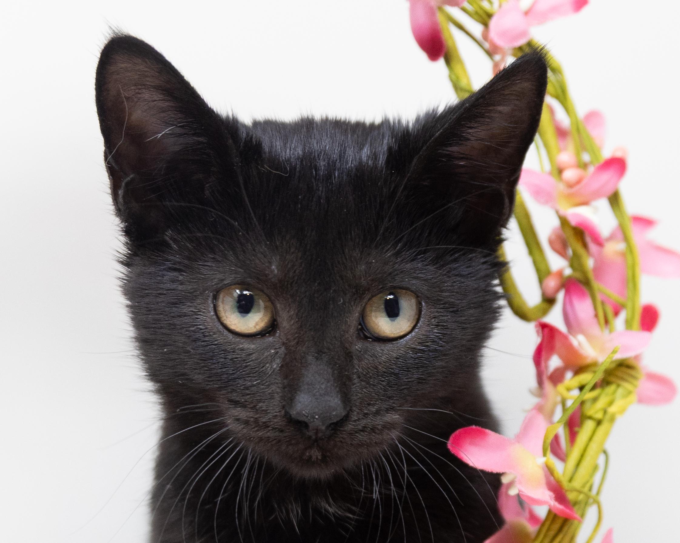 Danni, a Adoptable Domestic Short Hair in Fort Worth, TX image 6/6